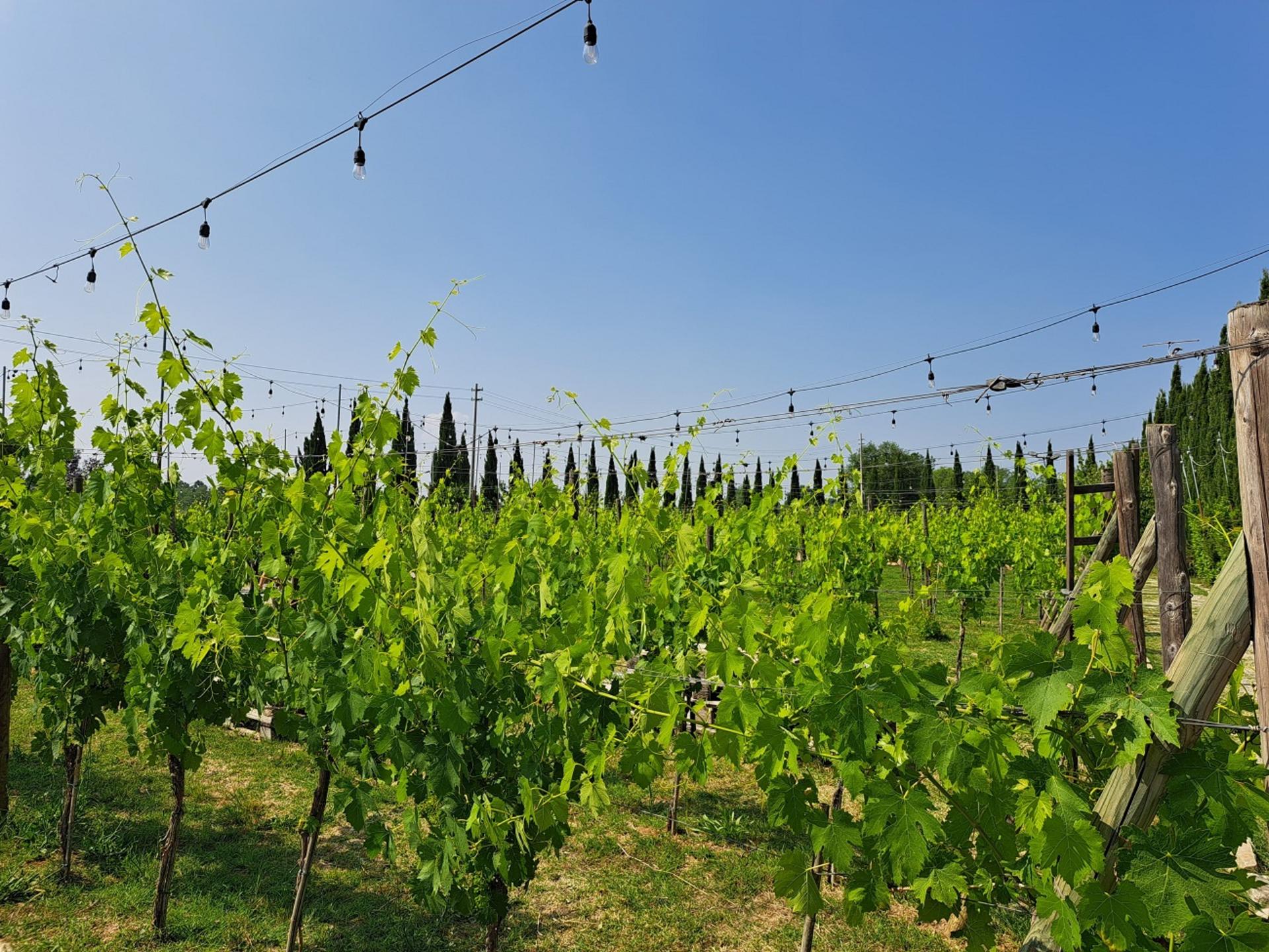 Pisa, Siena, San Gimignano with Lunch & Winery Experience - Thumbnail 8
