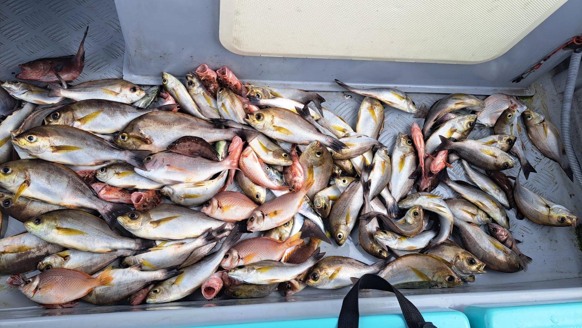 Ji Son Fishing Hong Kong Water Private Boat Fishing Group - Thumbnail 12