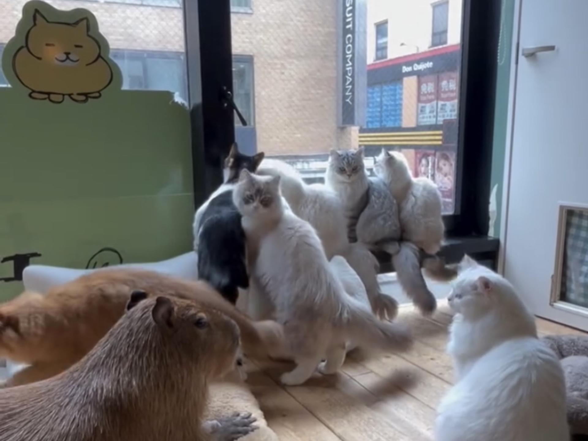 Cozy Cat Therapy in Kichijoji: Hang Out with Rescued Cats in Tokyo - Thumbnail 2
