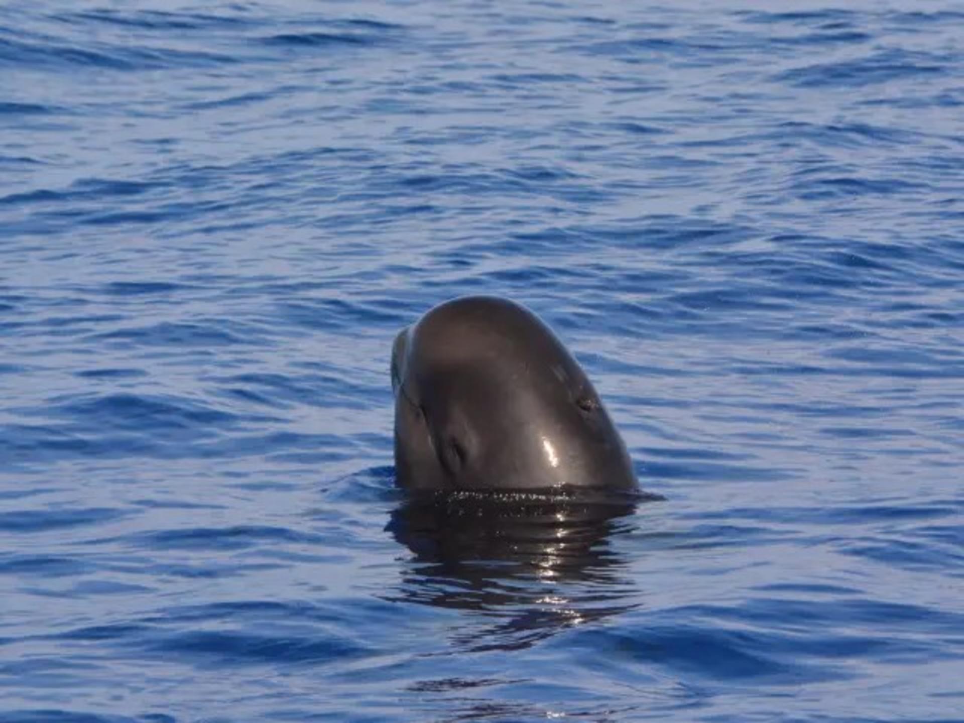 Pelagic Wildlife Excursion Experience in Honolulu - Thumbnail 2