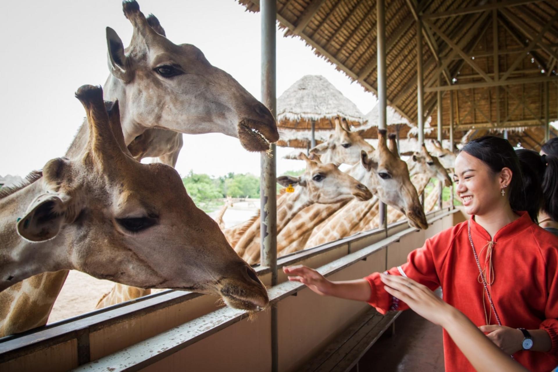Bangkok Safari World & Chocolate Ville Full-Day Small Group Tour - Thumbnail 6