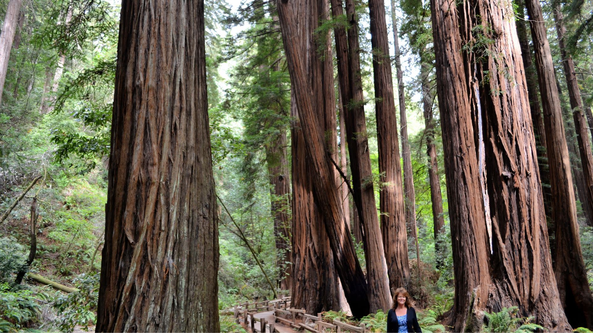 Alcatraz Island, Muir Woods, and Sausalito Join In Tour - Thumbnail 3