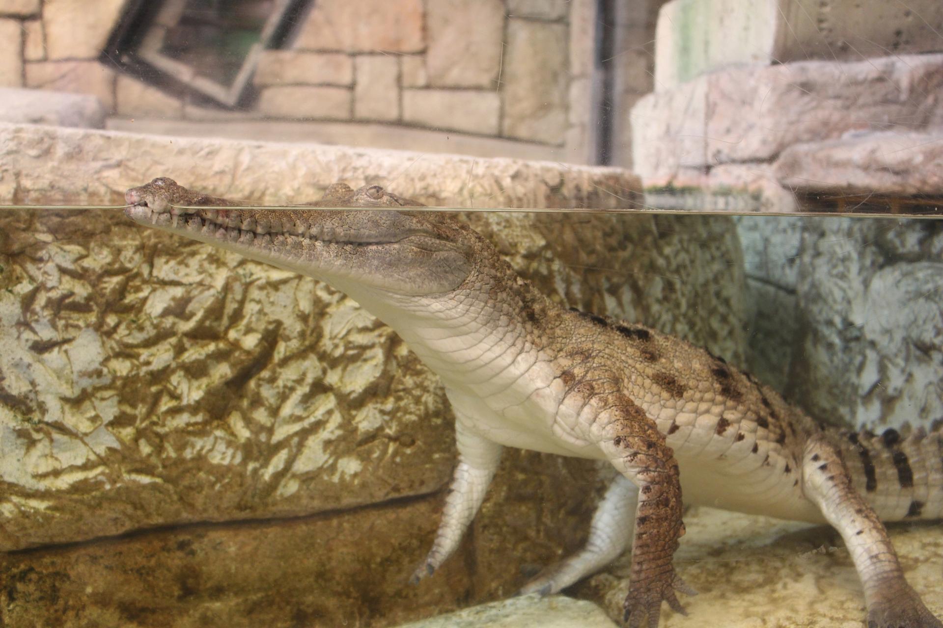 Shark Reef Aquarium Admission in Las Vegas - Thumbnail 2