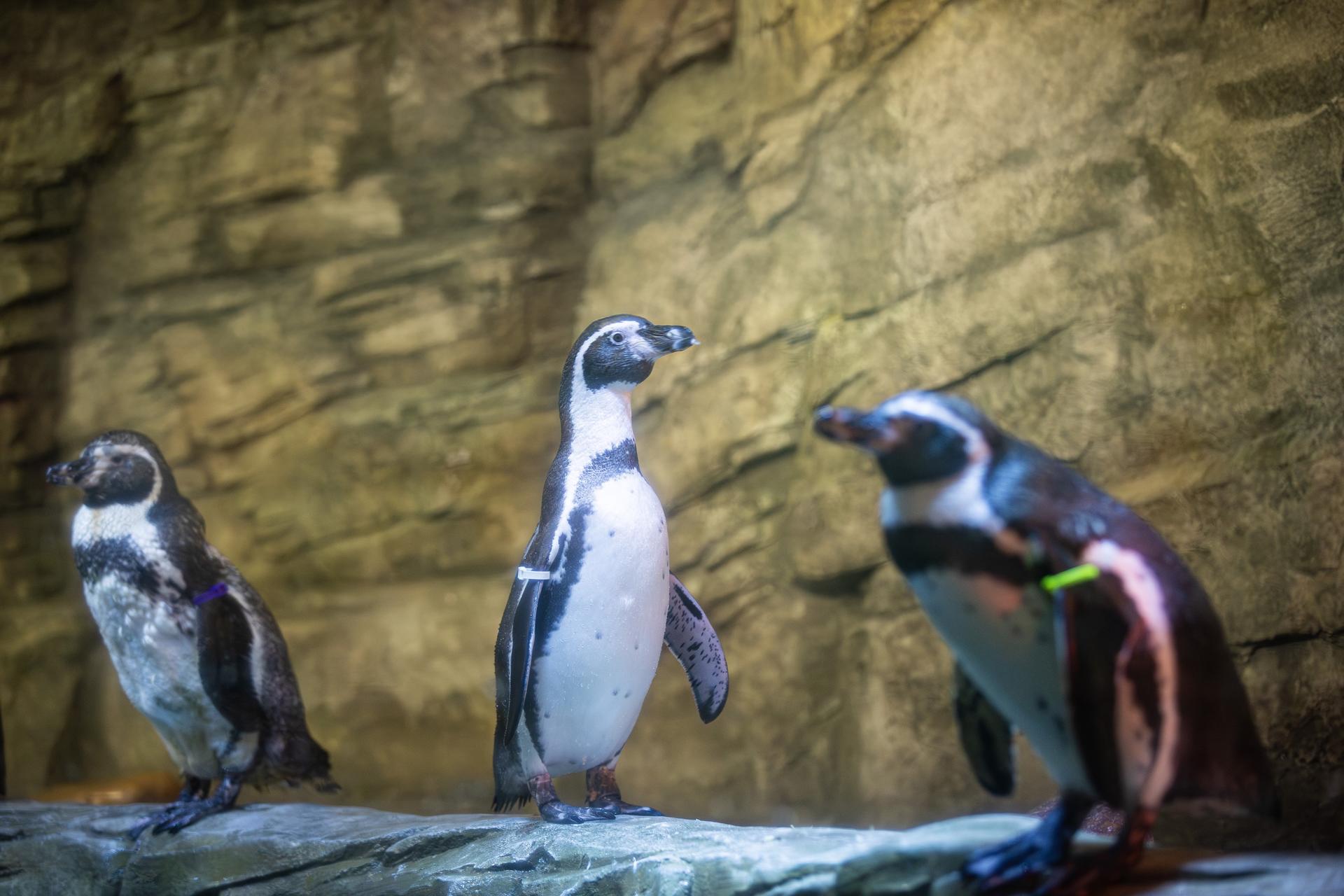 SEA LIFE COEX Seoul Aquarium Ticket - Thumbnail 10