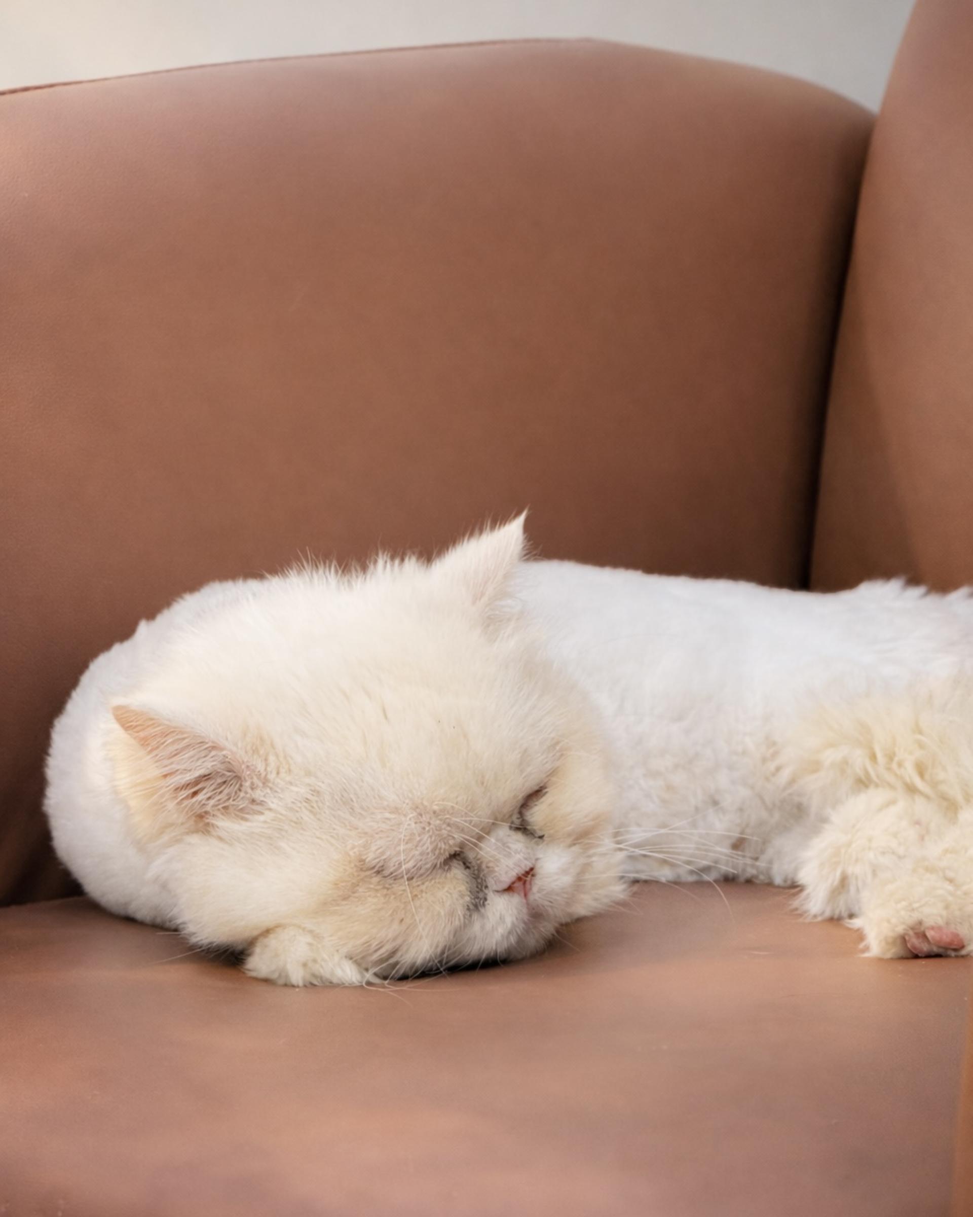 Asok Pethouse Cat Cafe, Bangkok (BTS Asok) - Thumbnail 5
