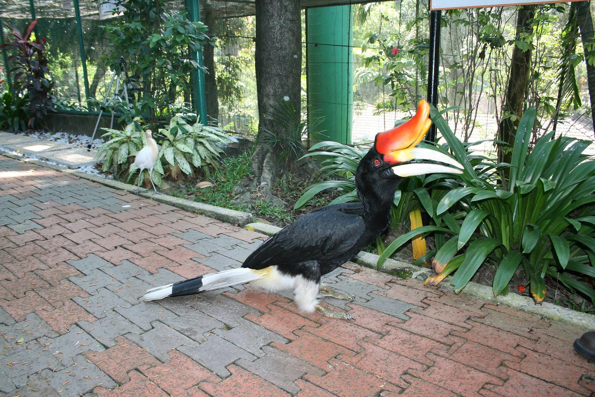 KL Bird Park Admission Ticket With One Way Transfer - Thumbnail 5