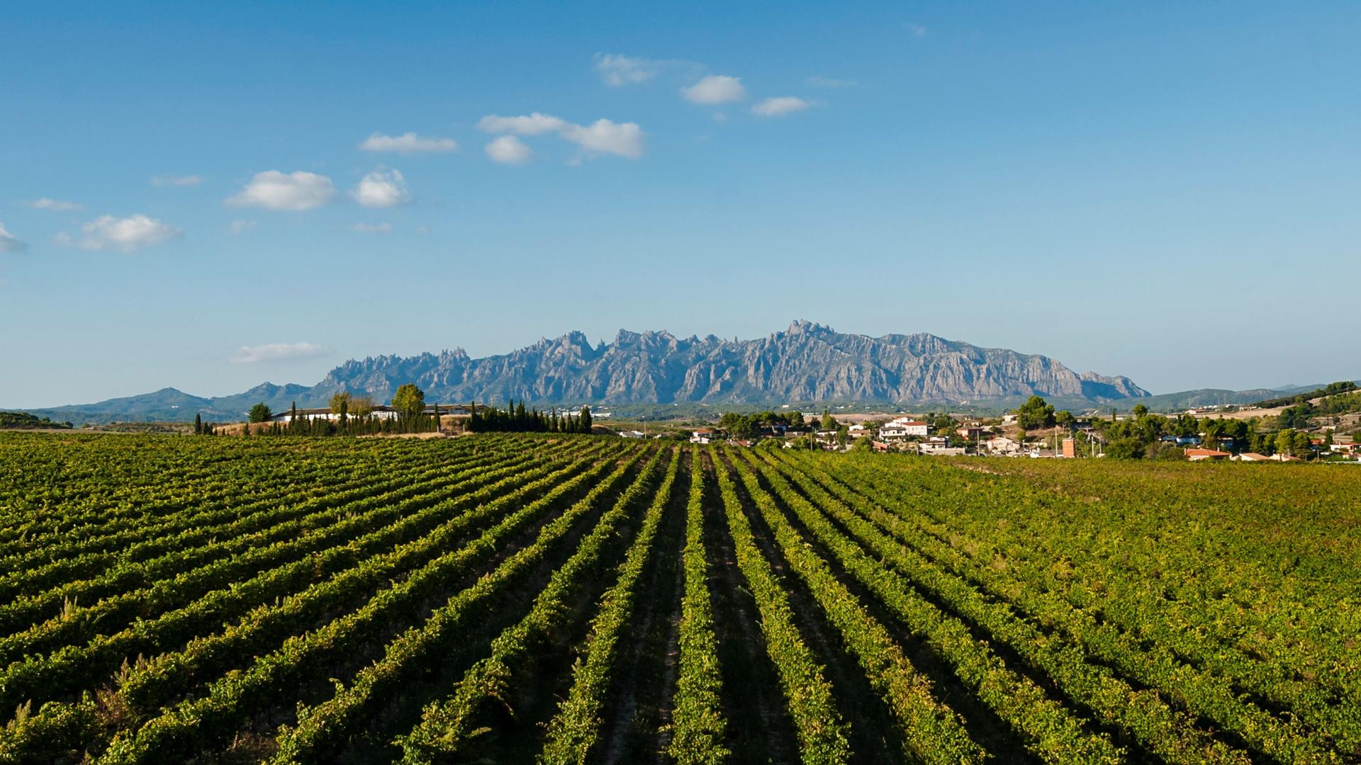 Montserrat & Penedes Cava Wineries Day Trip with Hotel Pickup - Thumbnail 5