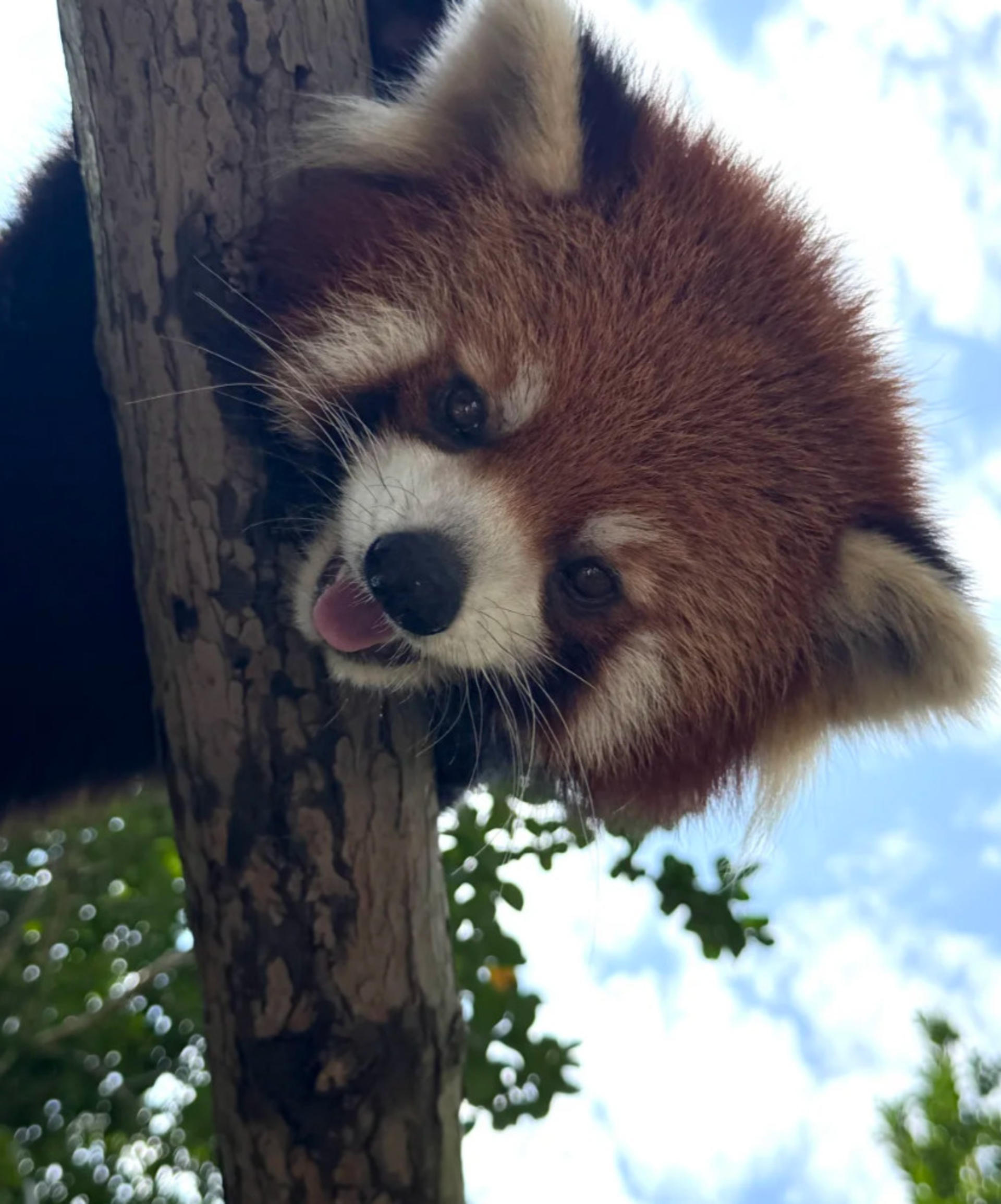Chengdu Dujiangyan Red Panda Forest Park - Thumbnail 2