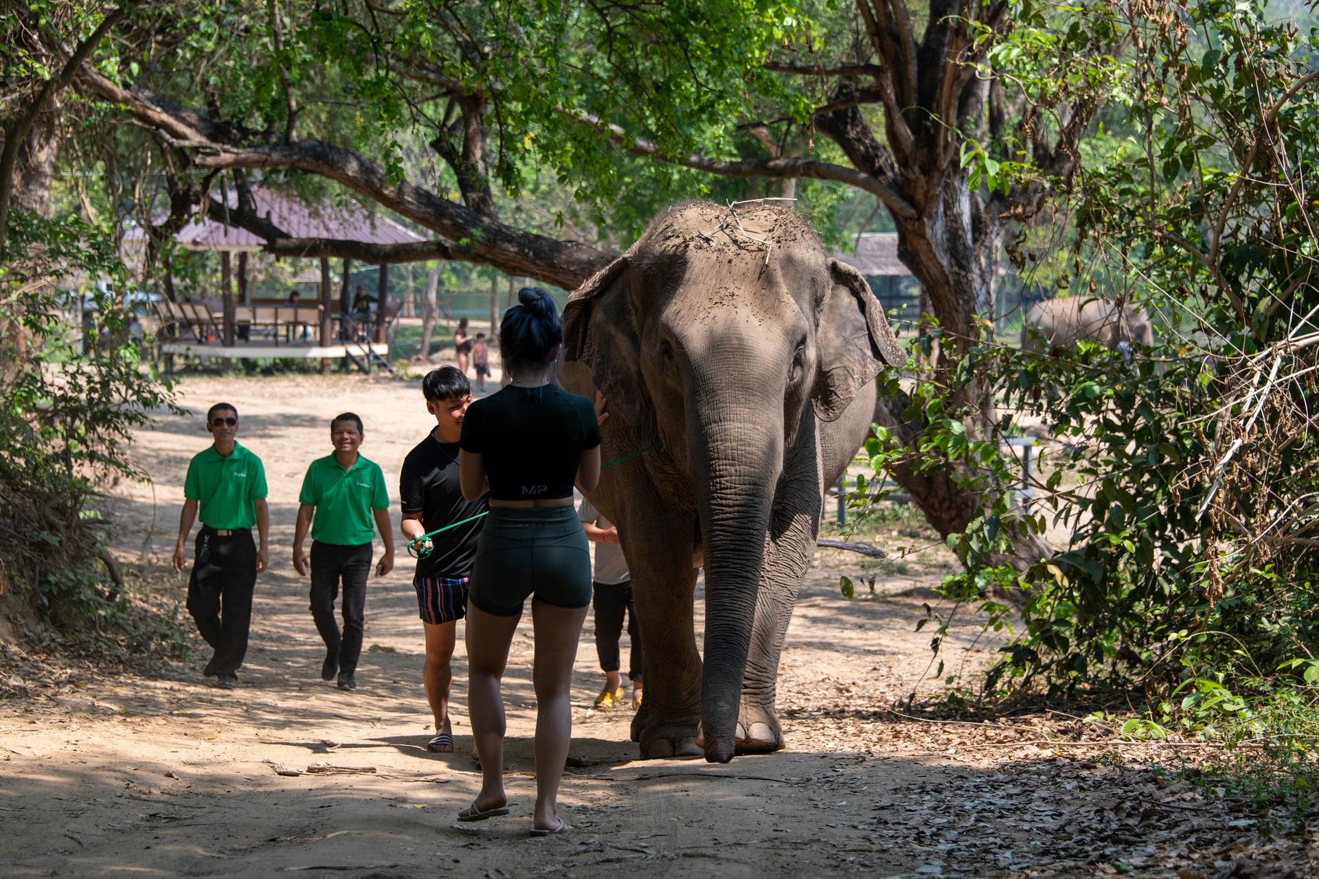 Elephant Sanctuary & Erawan Waterfall Full Day Tour from Bangkok - Thumbnail 3