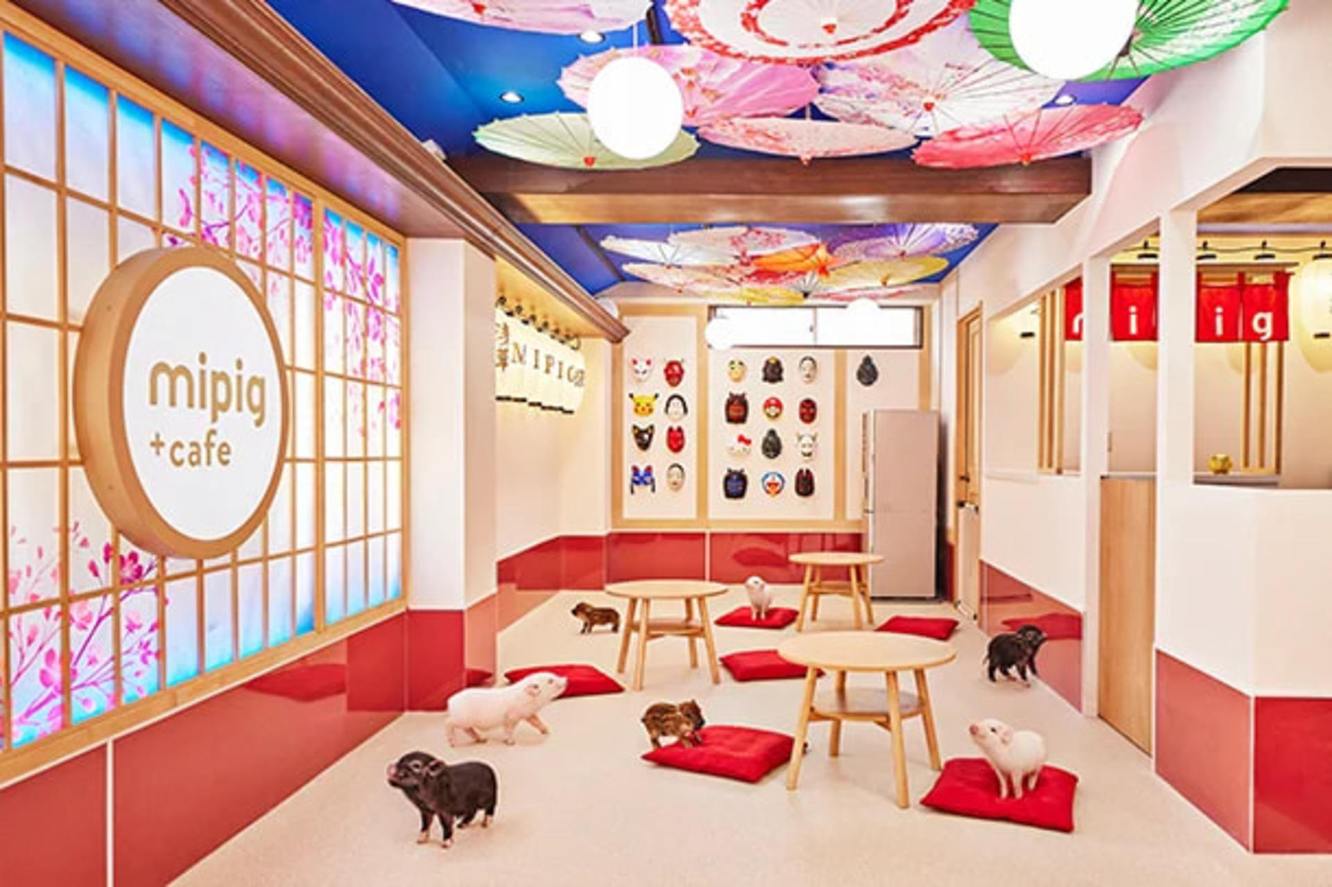 Micro Pig Cafe Experience in Aasakusa - Thumbnail 5