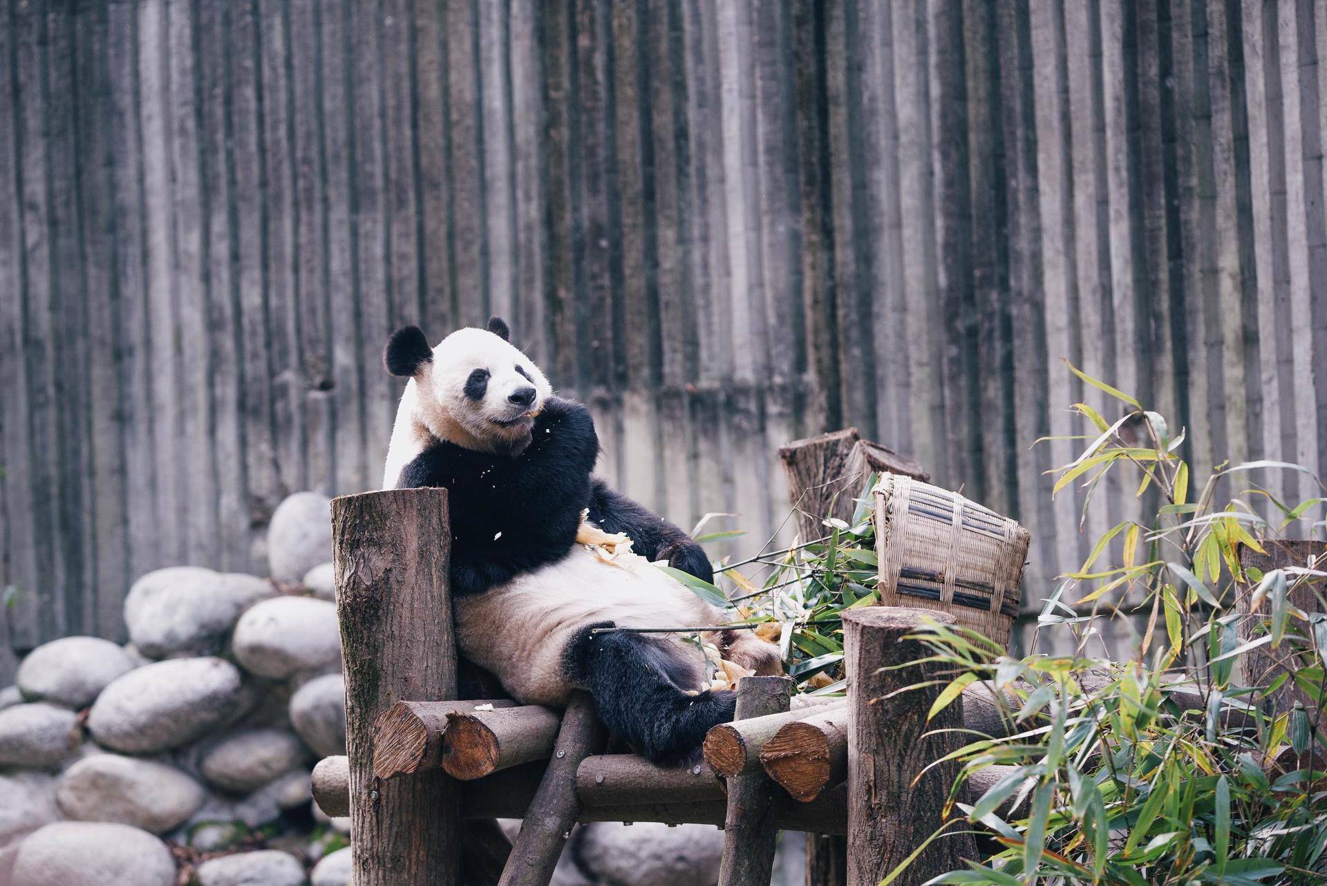 Private & Exclusive One Day Tour to Chengdu Panda Base + Du Fu Thatched Cottage - Thumbnail 2