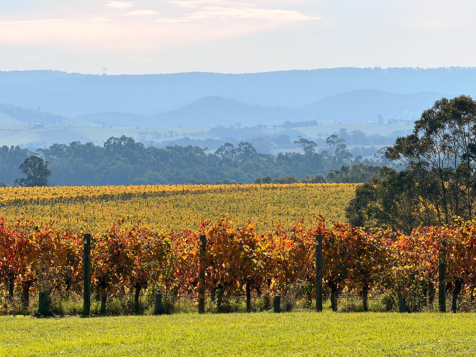 Relaxed Half Day Yarra Valley Wine Tour from Melbourne - Thumbnail 32