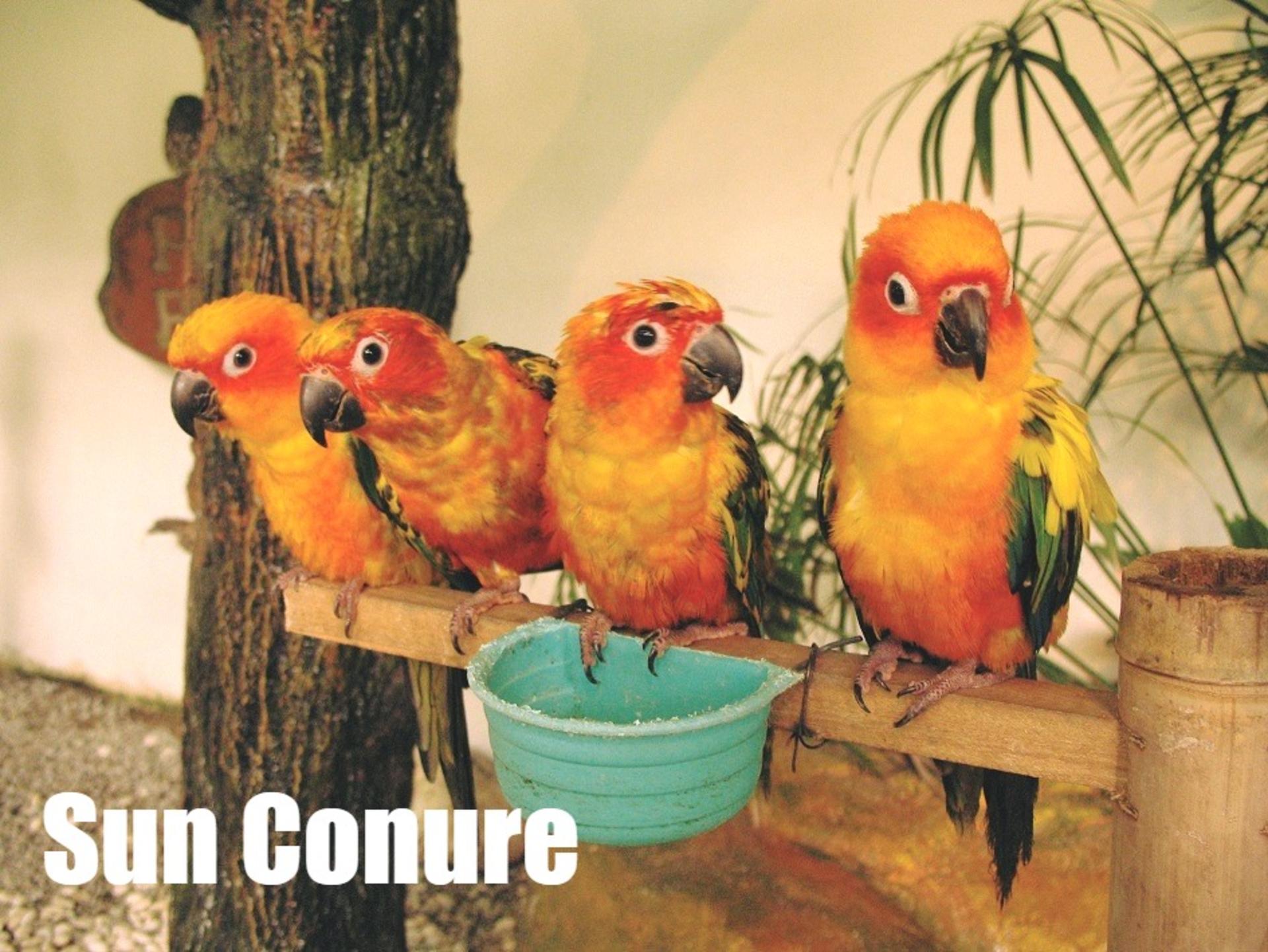 KL Bird Park Admission Ticket With One Way Transfer - Image 1