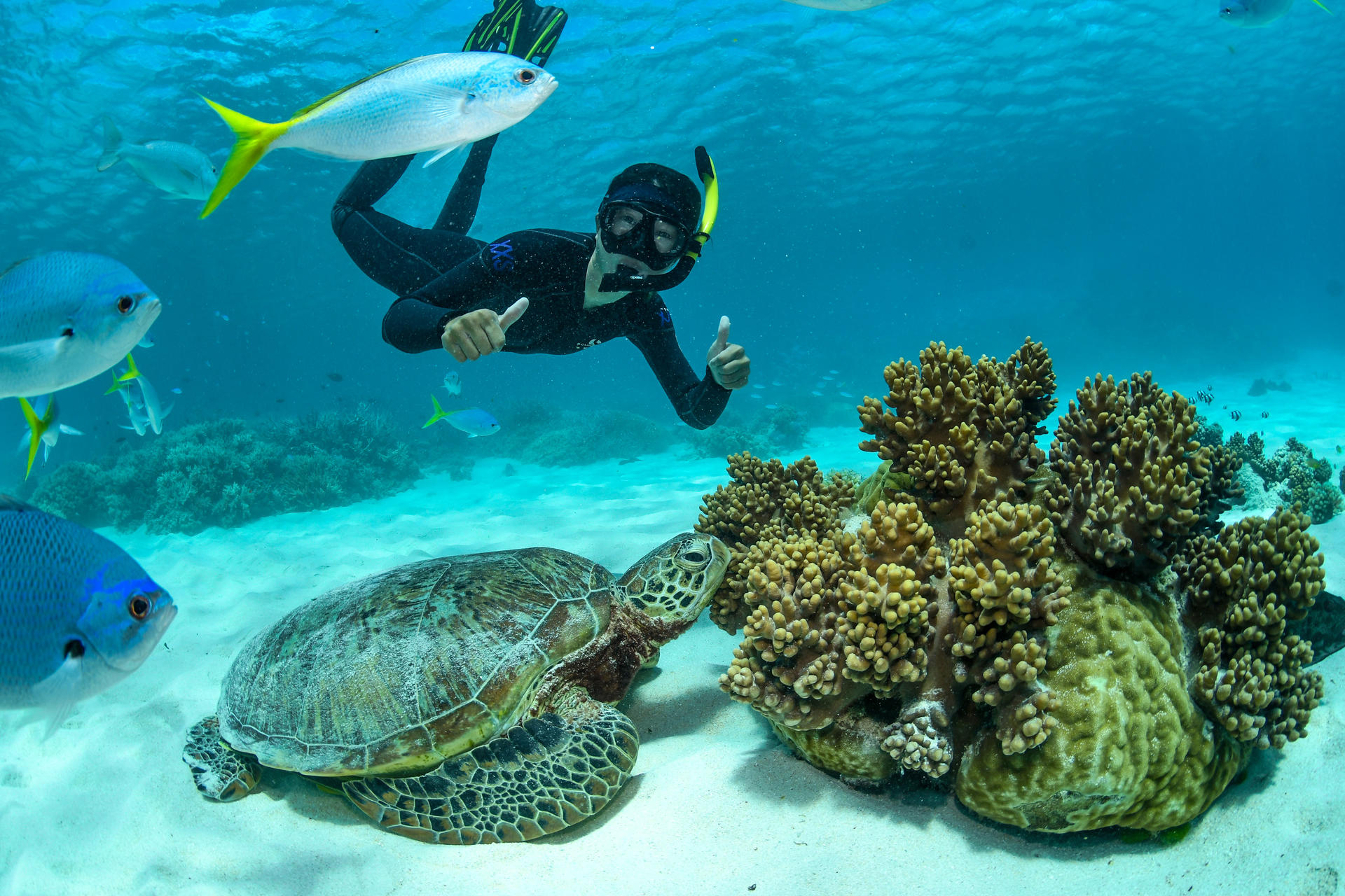2 Day Great Barrier Reef and Daintree Rainforest Tour - Thumbnail 5