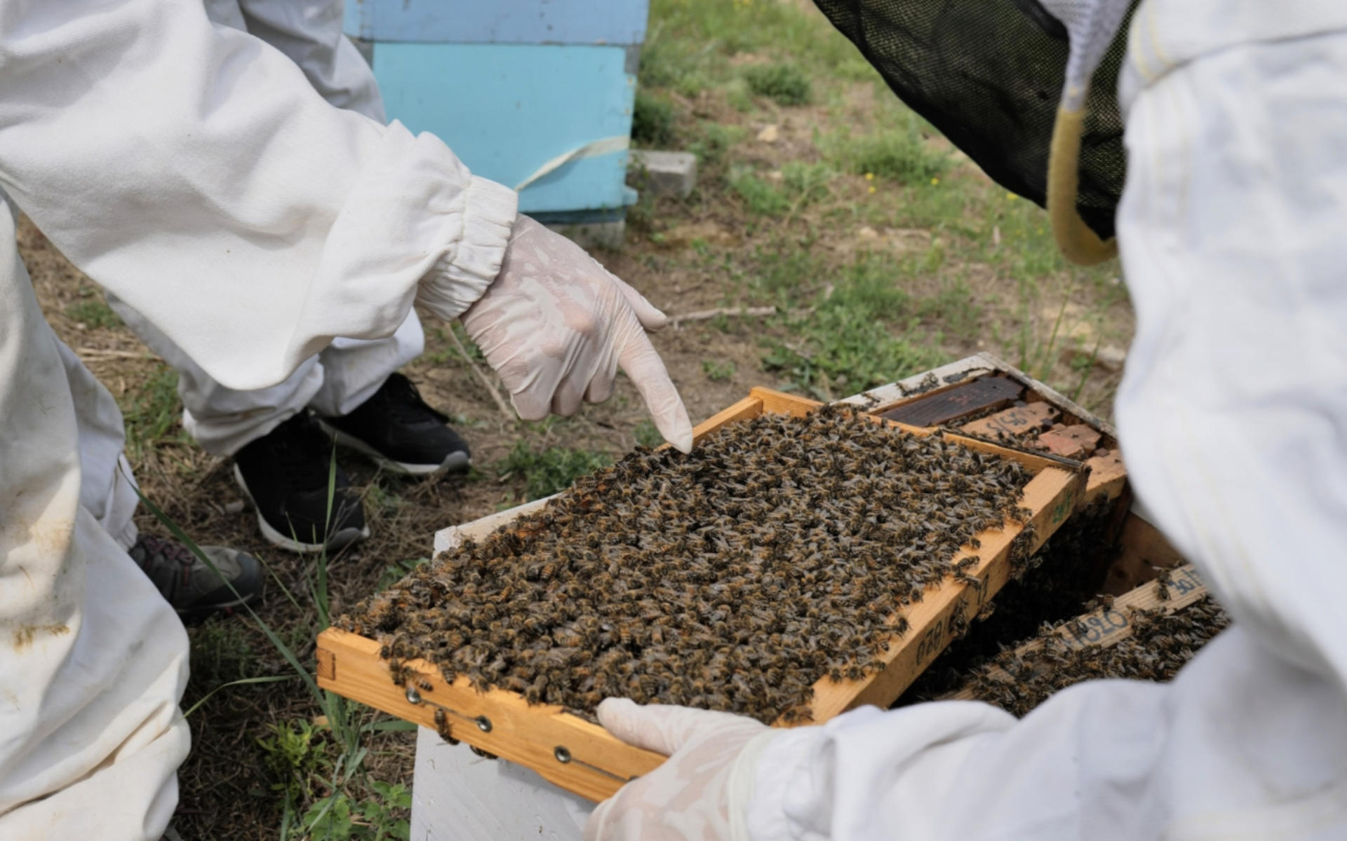 Beekeeping Experience and Honey Tasting in Kalamata - Thumbnail 7