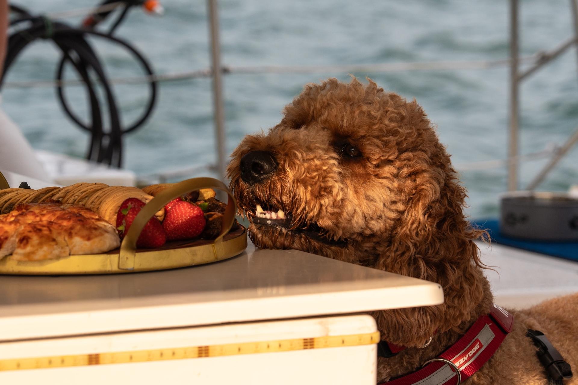 Sydney's 1st Dog Friendly Harbour Cruise: Dogs on Deck - Thumbnail 9