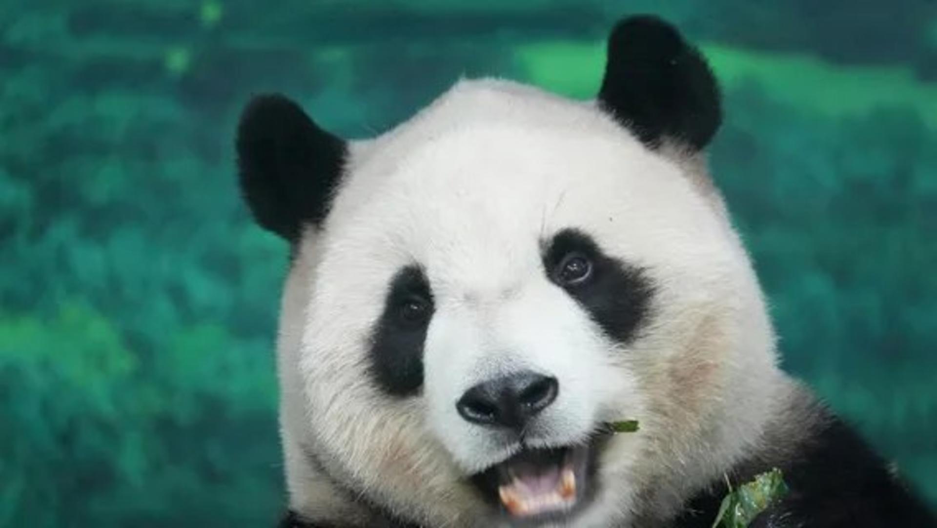 Chengdu Research Base of Giant Panda Breeding Half-Day Tour | Private Tour | Chinese, English and other language guides available - Thumbnail 3