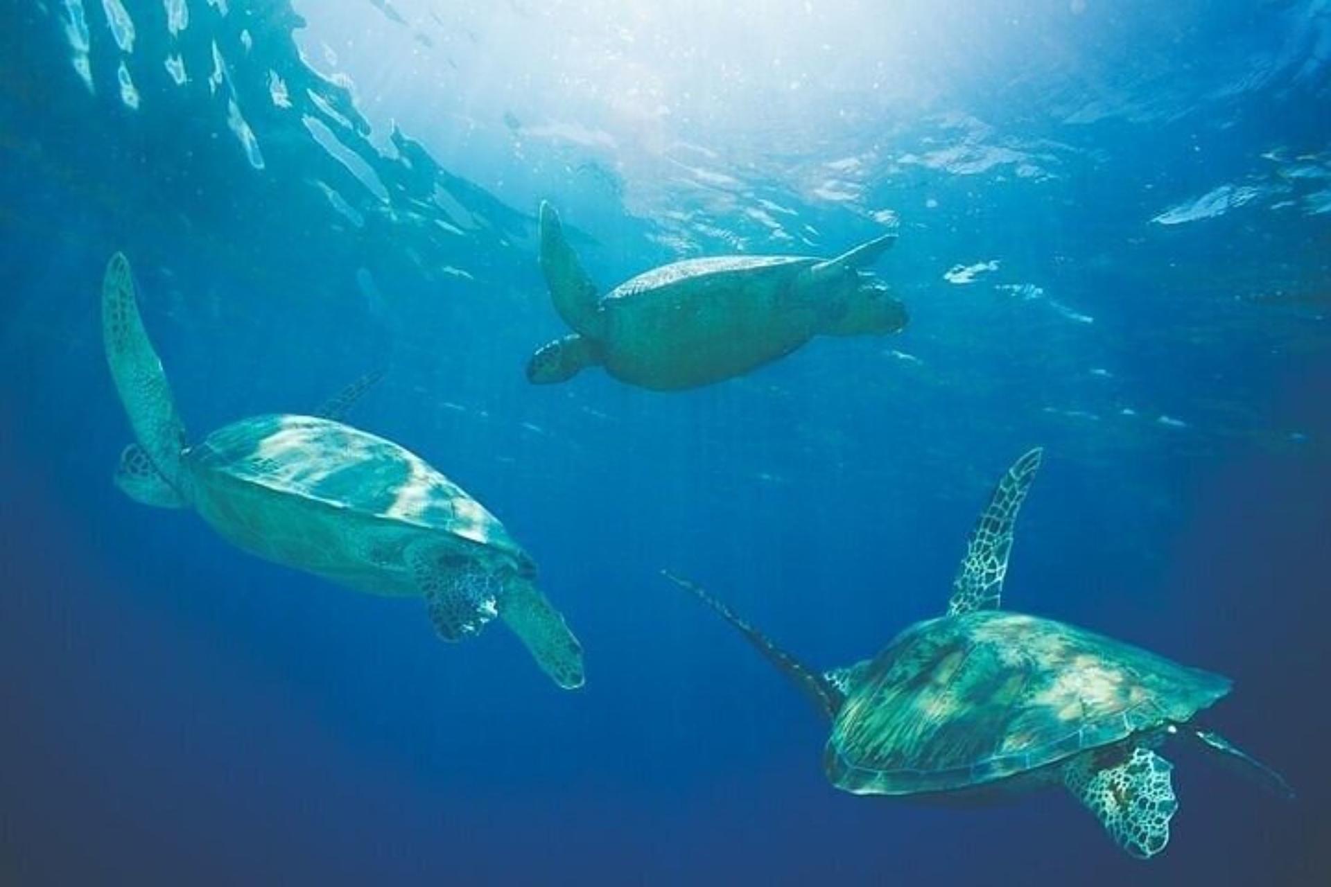 Turtle Reef Snorkeling and Sailing Experience from Port Waikiki - Thumbnail 7
