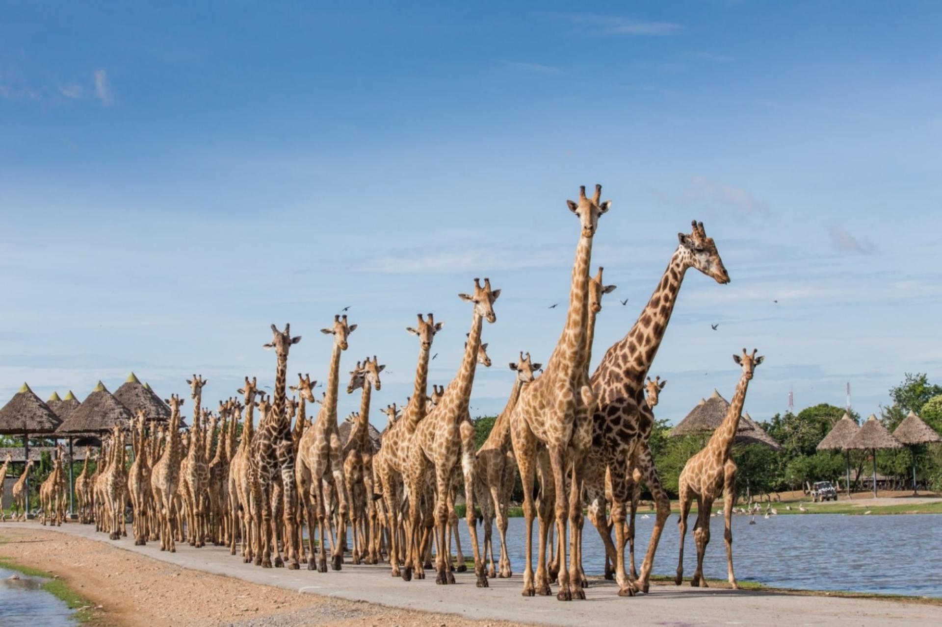 Bangkok Safari World & Chocolate Ville Full-Day Small Group Tour - Thumbnail 7