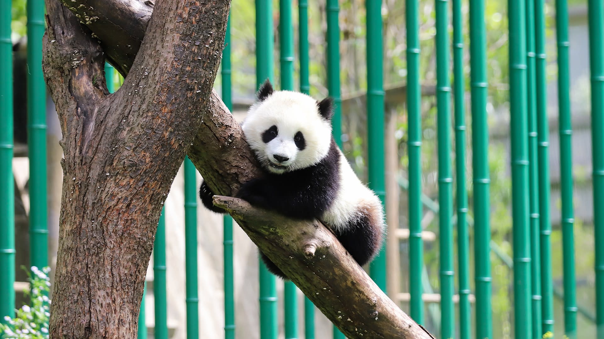 Giant Panda Breeding Research Base + Leshan Giant Buddha Private Day Tour (From Chengdu) - Thumbnail 3