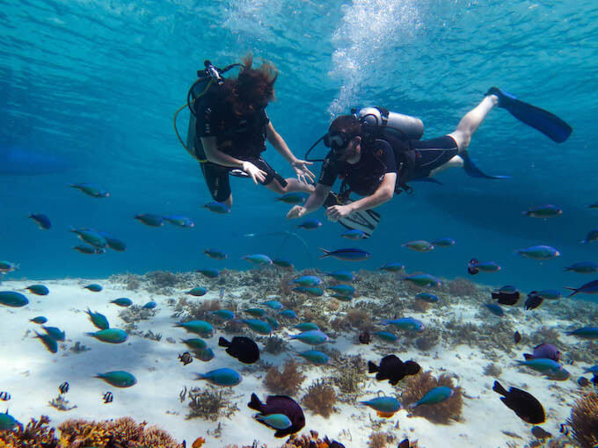 Dive into Komodo's Wonders: Discover Scuba Diver with PADI 5* Center - Image 1