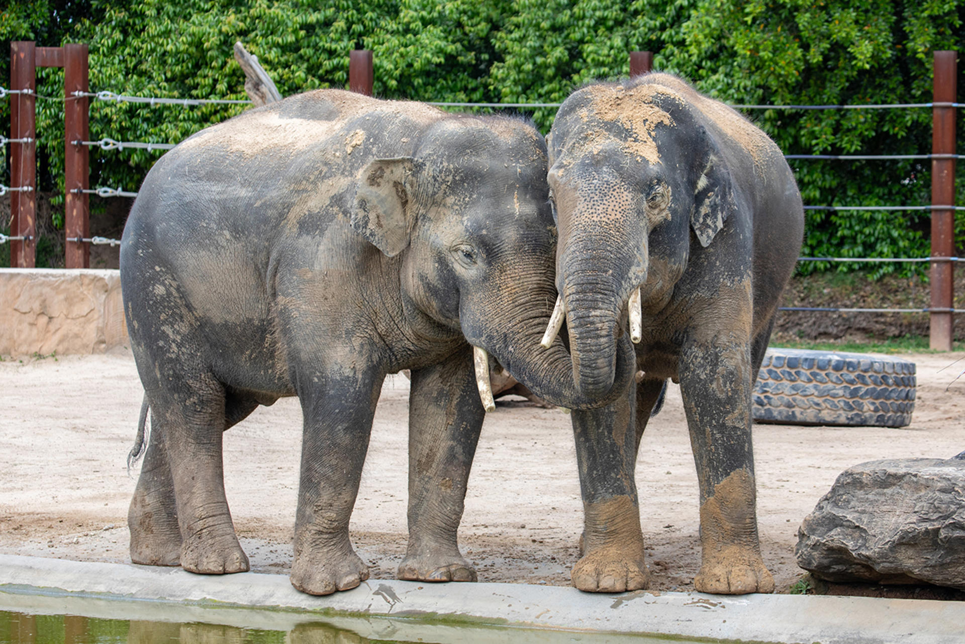 Sydney Zoo Ticket - Thumbnail 4