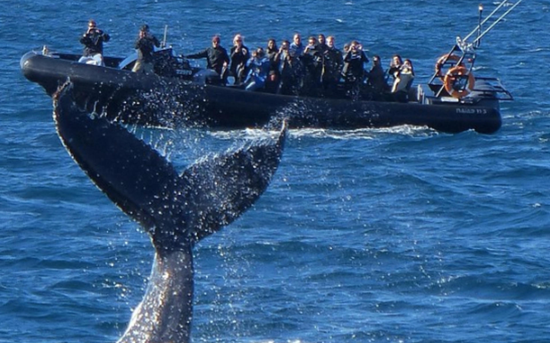 Whale Watching in Circular Quay - Thumbnail 2