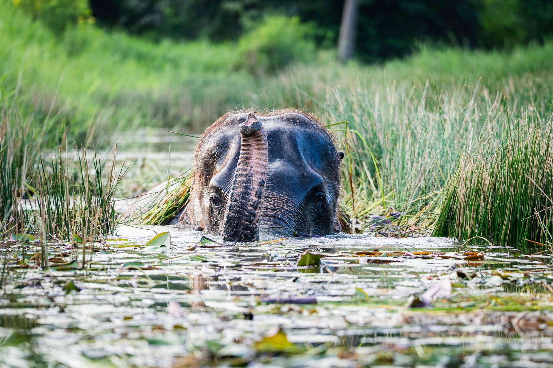 Love Elephant Sanctuary Bangkok Experience - Thumbnail 8