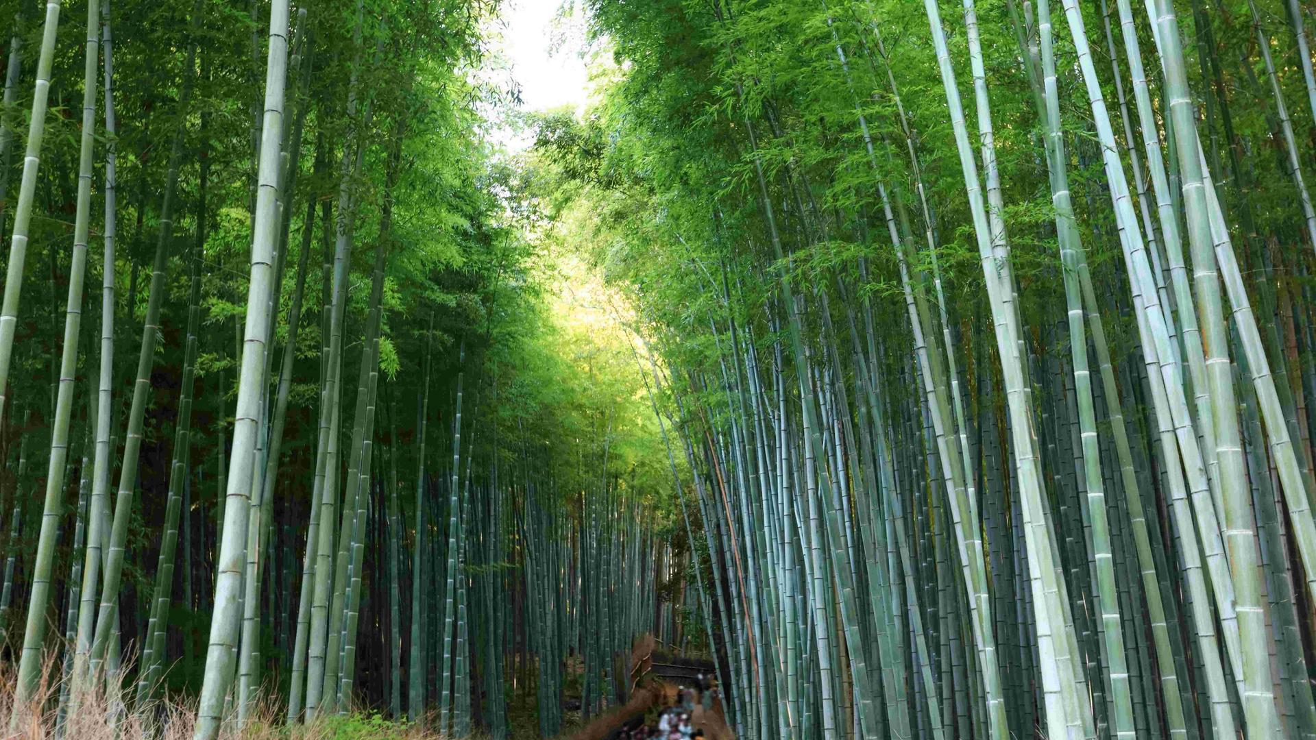 Kyoto Arashiyama Fushimi Inari and Nara Deer Day Tour - Thumbnail 9