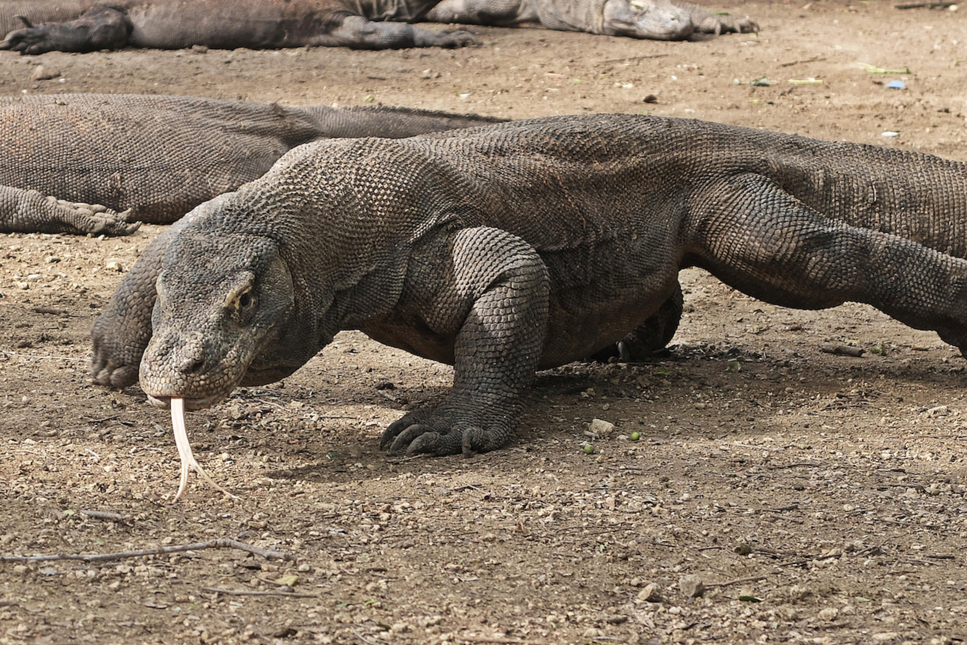 Komodo Speedboat and Island Tour from Labuan Bajo - Thumbnail 13