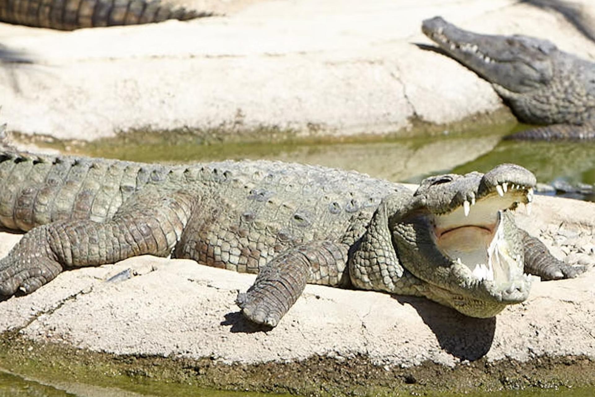 Crocodile Park ticket in Torremolinos - Thumbnail 5
