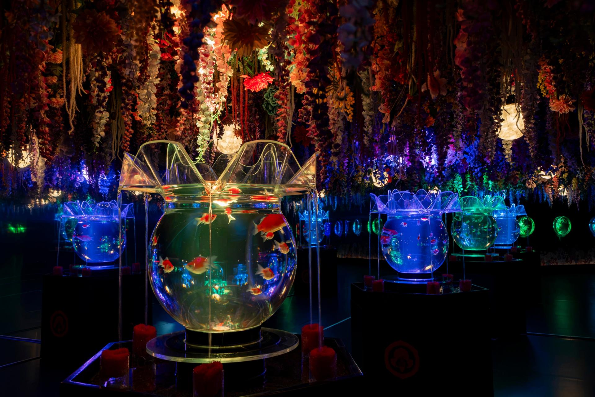 Art Aquarium Exhibition in Nagoya - Thumbnail 6