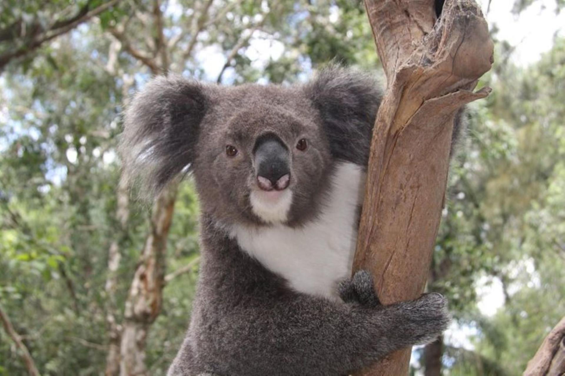 Private Blue Mountains and Kangaroo or Koala Tour - Thumbnail 2