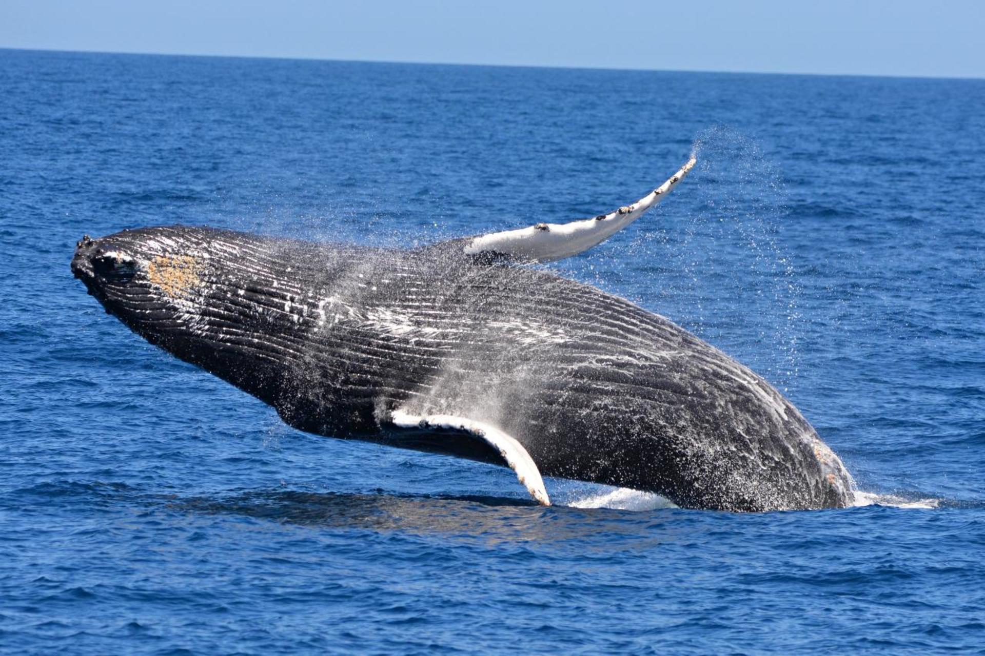 Whale Watching Tours from Perth & Margaret River - Thumbnail 19
