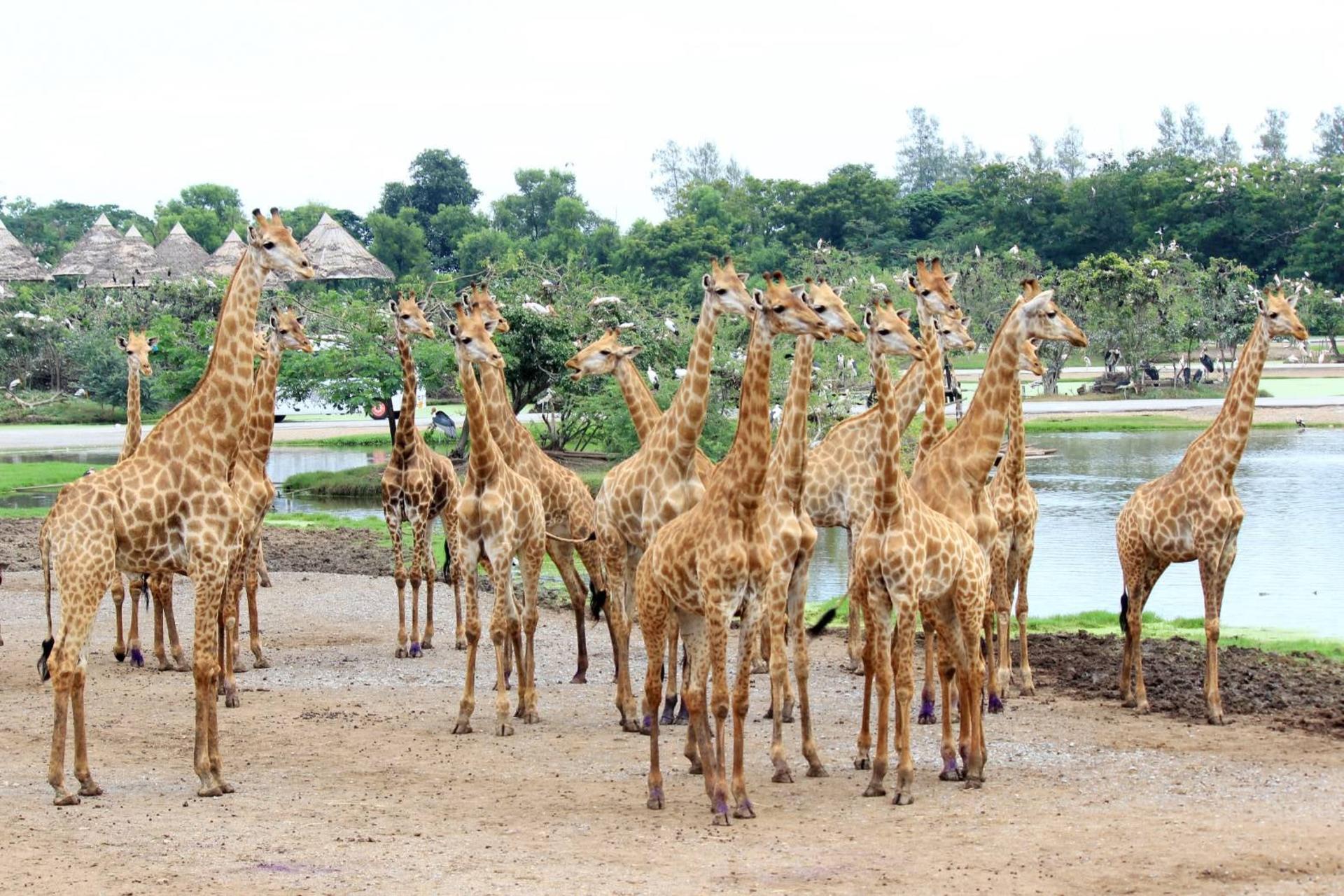 Bangkok Safari World, Botanist Activity Space Cafe, and Jodd Fairs  - Thumbnail 2