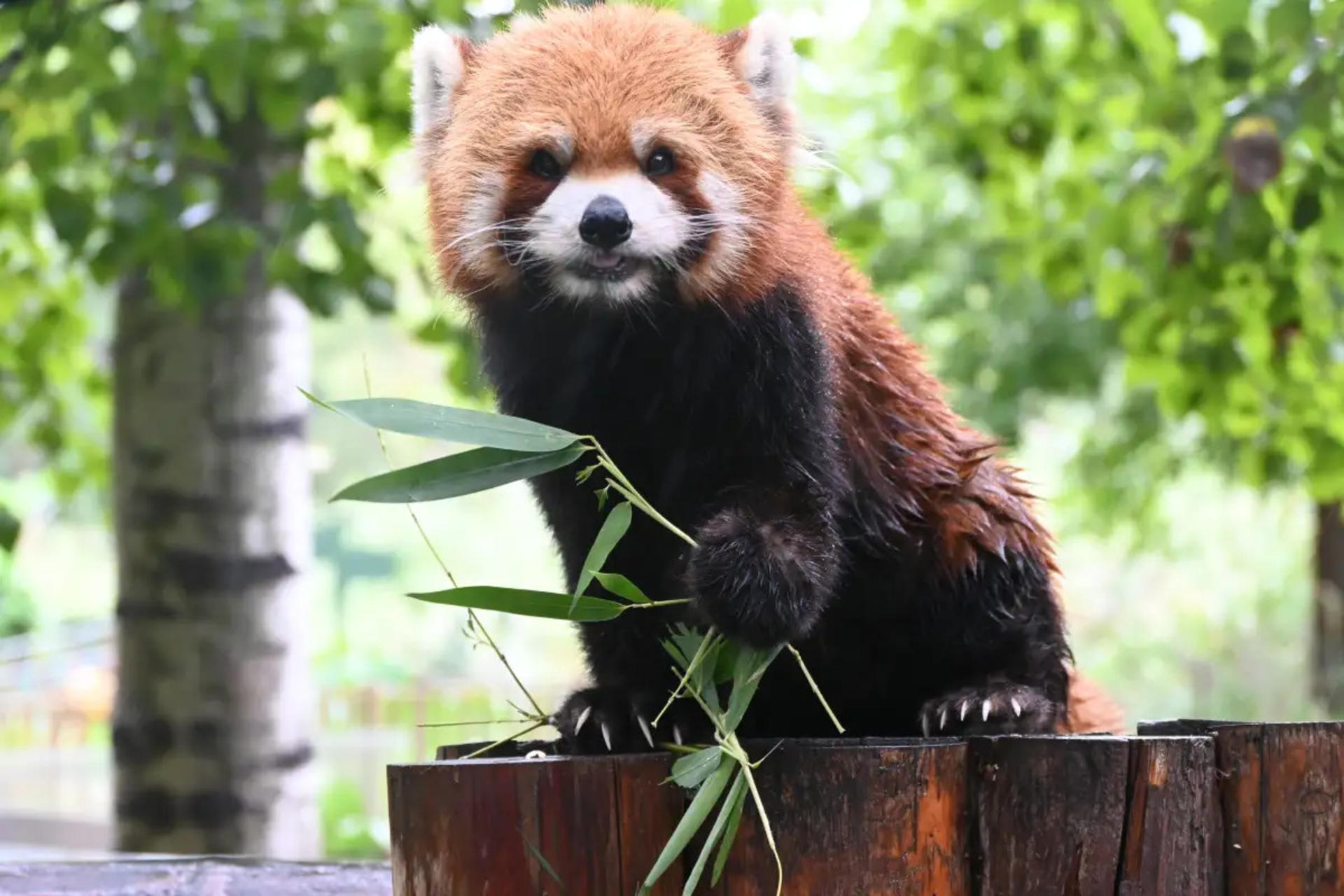 Beijing Wildlife Park Ticket - Thumbnail 6