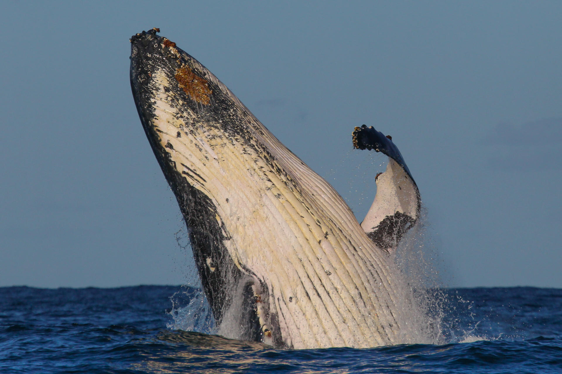 2-Hour Whale Watching Sydney Harbour Cruise - Thumbnail 5
