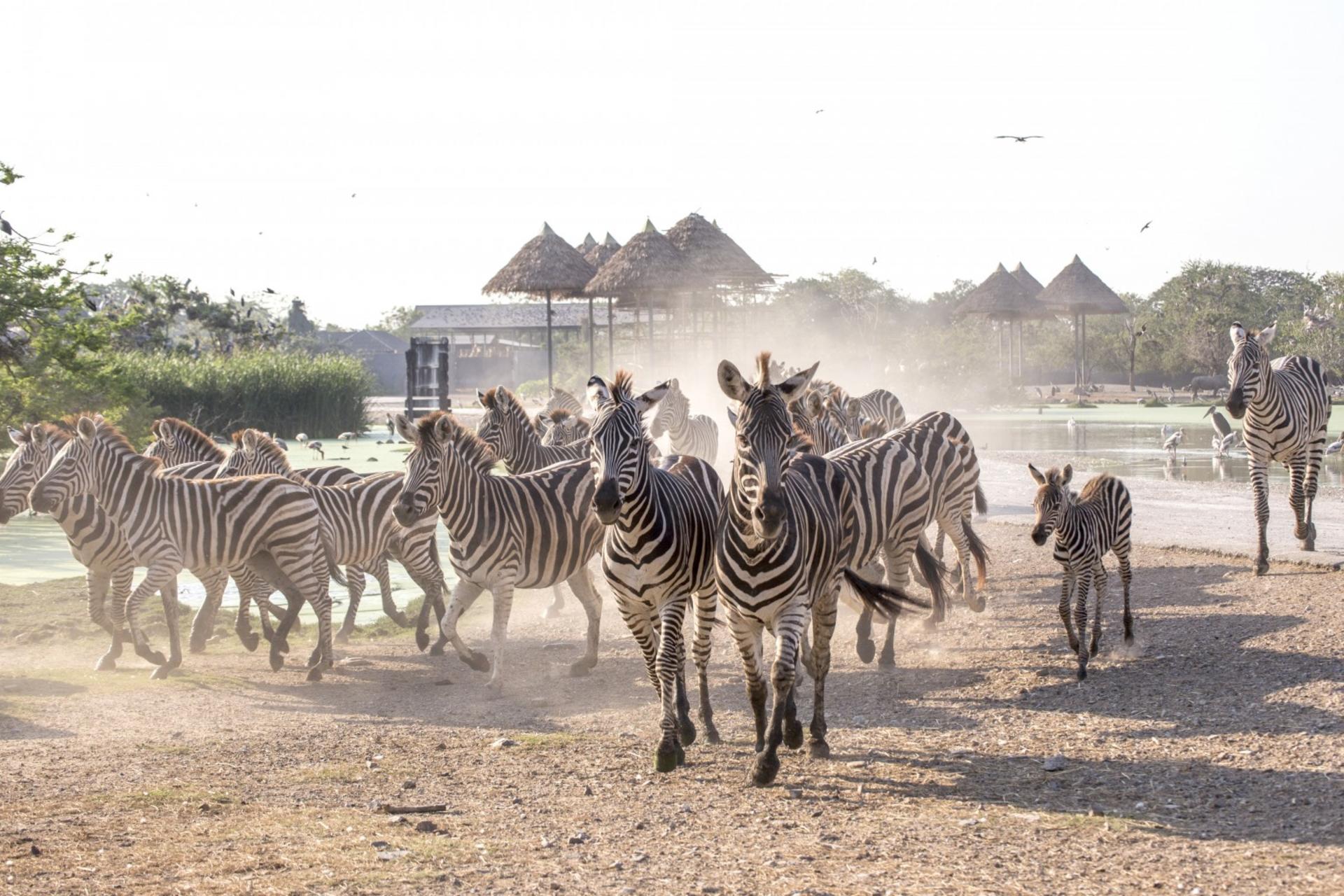 Bangkok Safari World & Chocolate Ville Full-Day Small Group Tour - Thumbnail 8