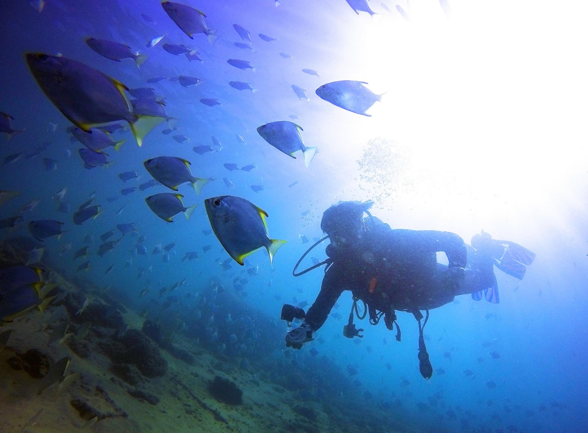 Gold Coast Introductory Scuba Diving Experience - Image 1