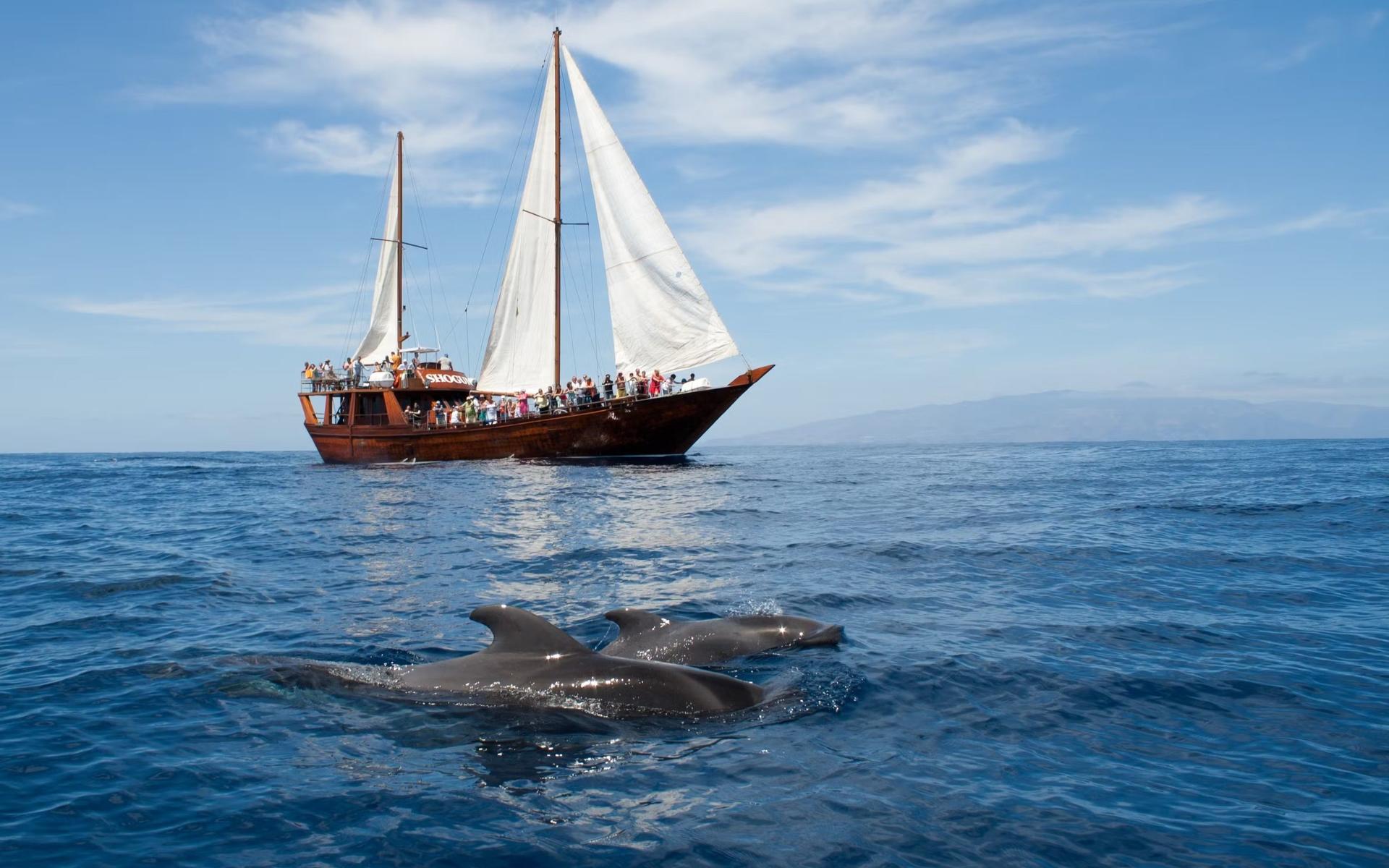 Los Gigantes whale watching cruise tour with lunch - Thumbnail 6