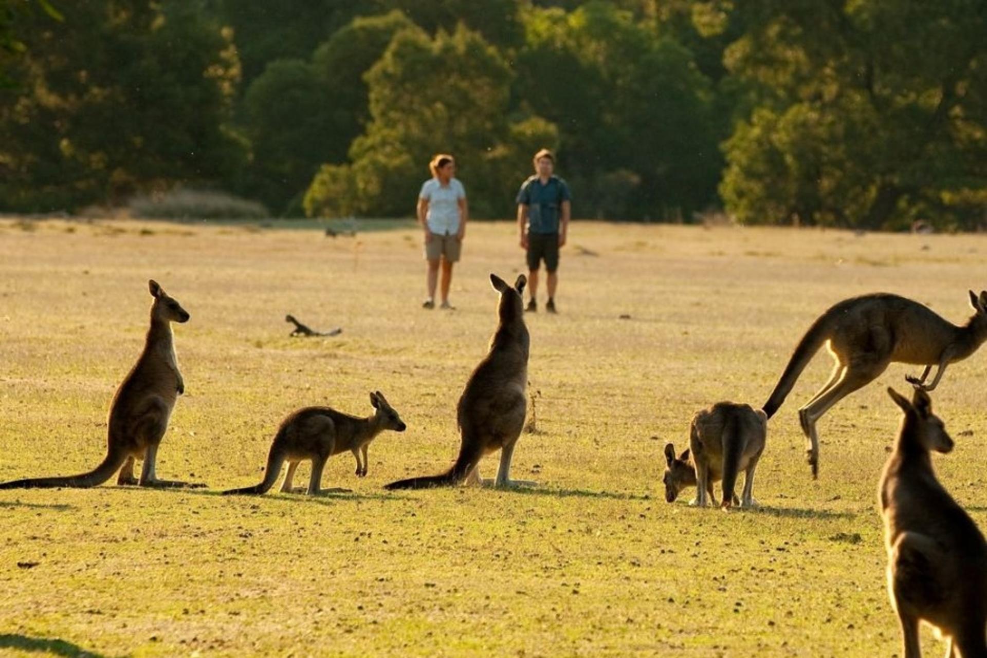 Grampians National Park Day Tour - Thumbnail 9