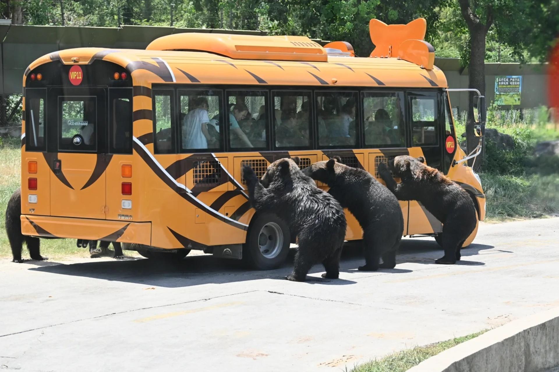 Shanghai Wild Animal Park Full-Day Animal Encounter Tour - Thumbnail 2