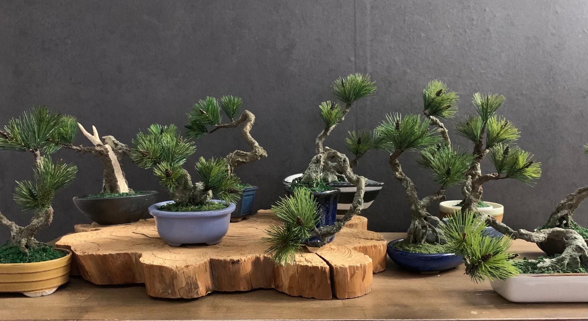 The Art of "Zero-Care" Bonsai: Authentic Crafting in Asakusa - Image 1
