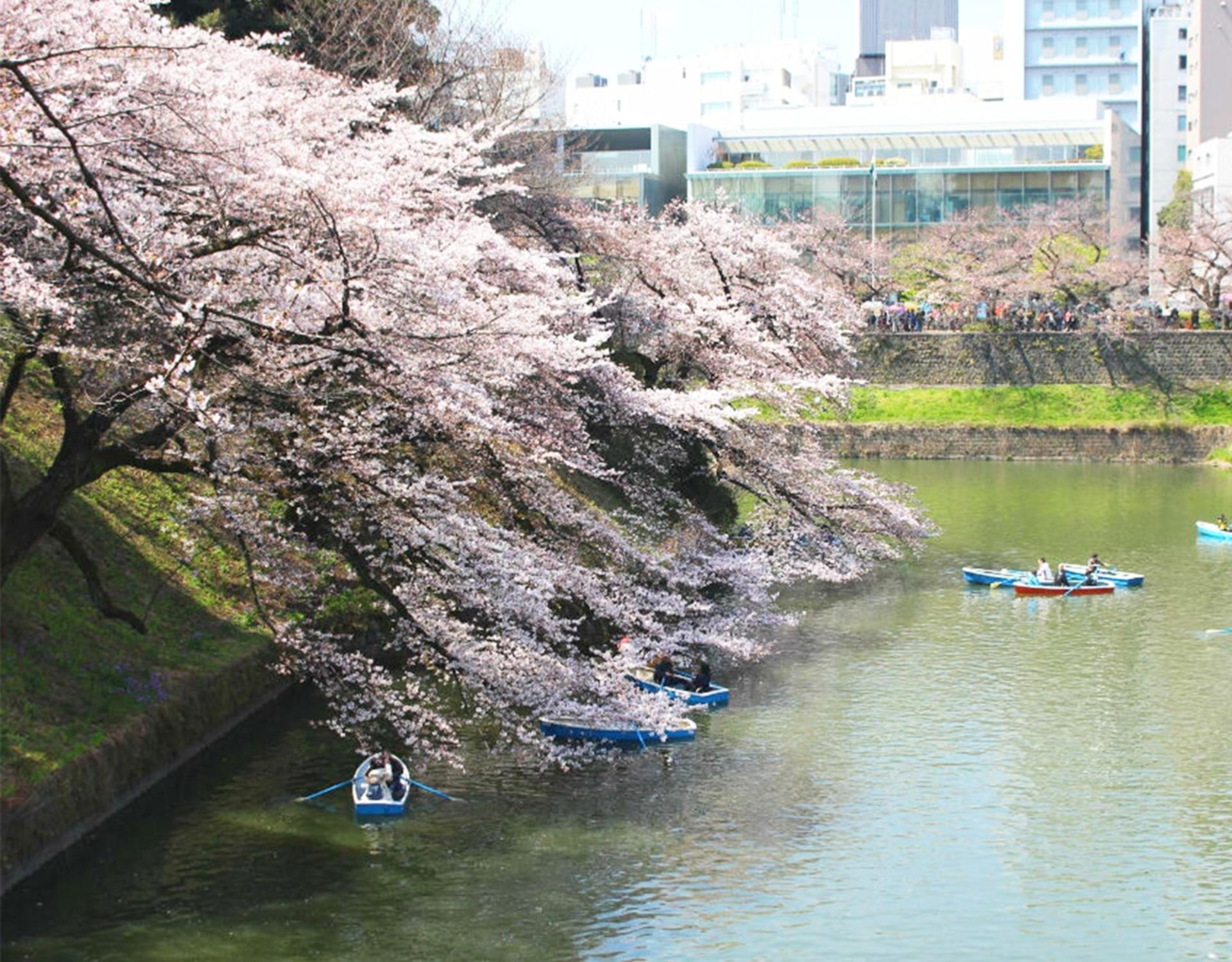 Tokyo Castle & Imperial PalaceーShogun Walking Tour - Thumbnail 15