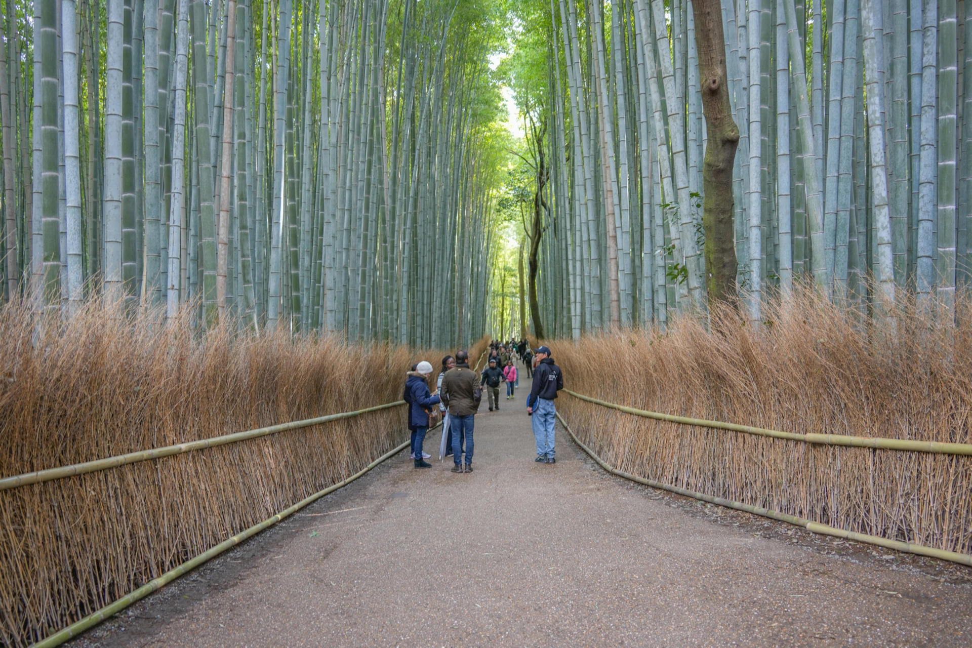 Kyoto: Nijo, Bamboo Grove, Golden Pavilion & Fushimi Inari Bus Tour - Thumbnail 2