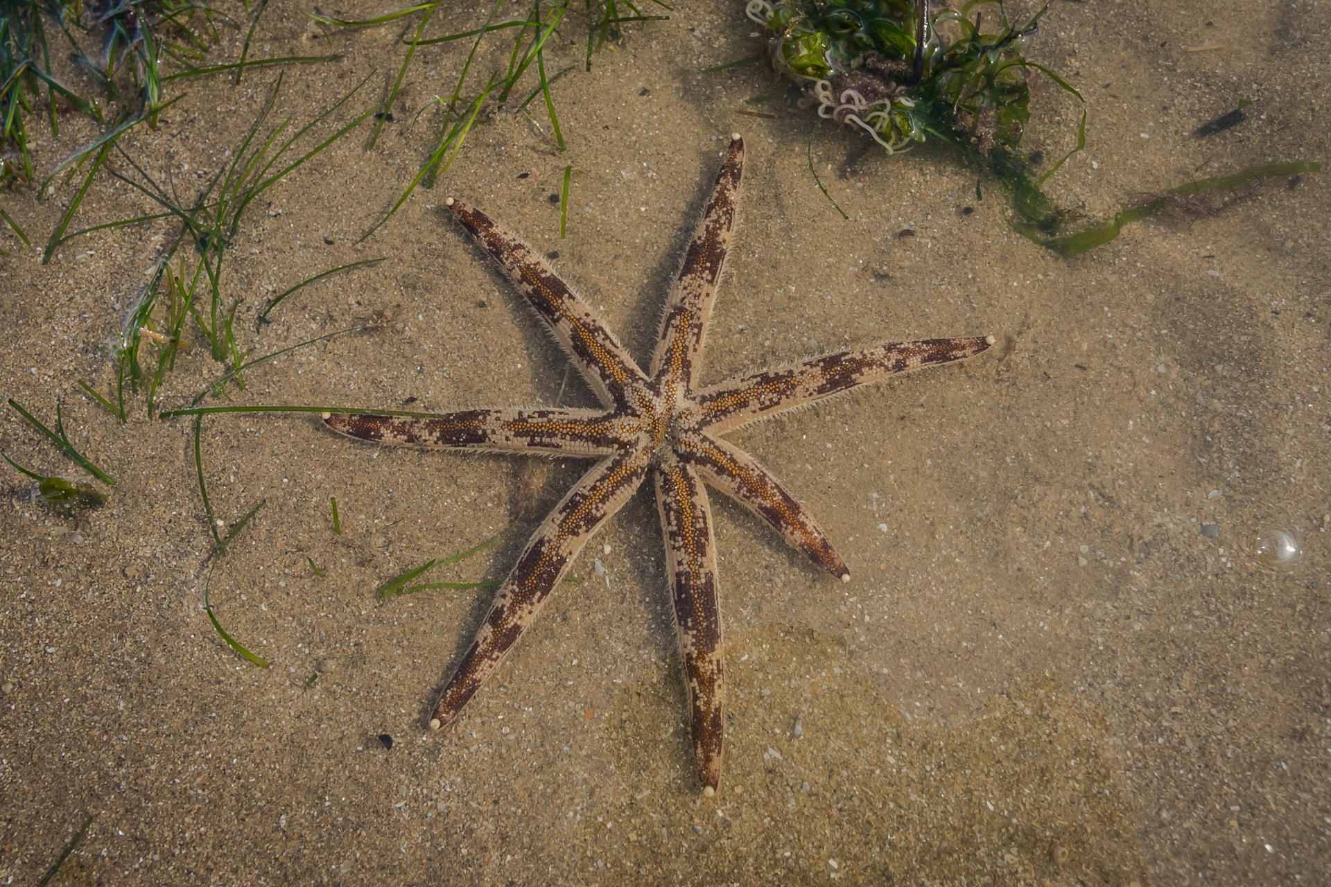 Experiential Intertidal Exploration by The Untamed Paths - Thumbnail 16