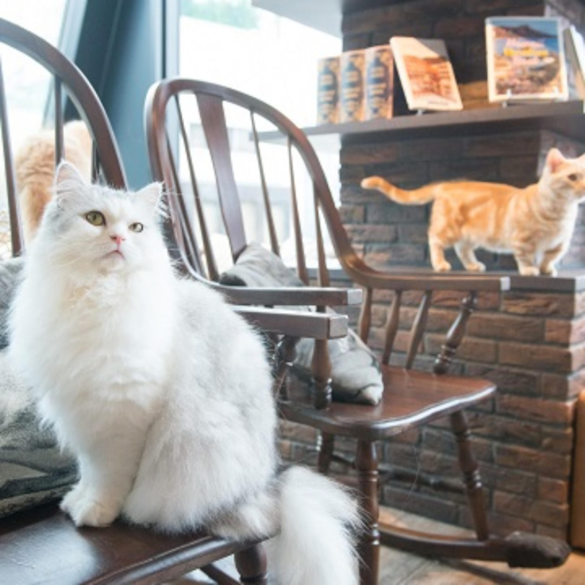 Cat Cafe MOCHA  (Shibuya Center-gai) - Image 1