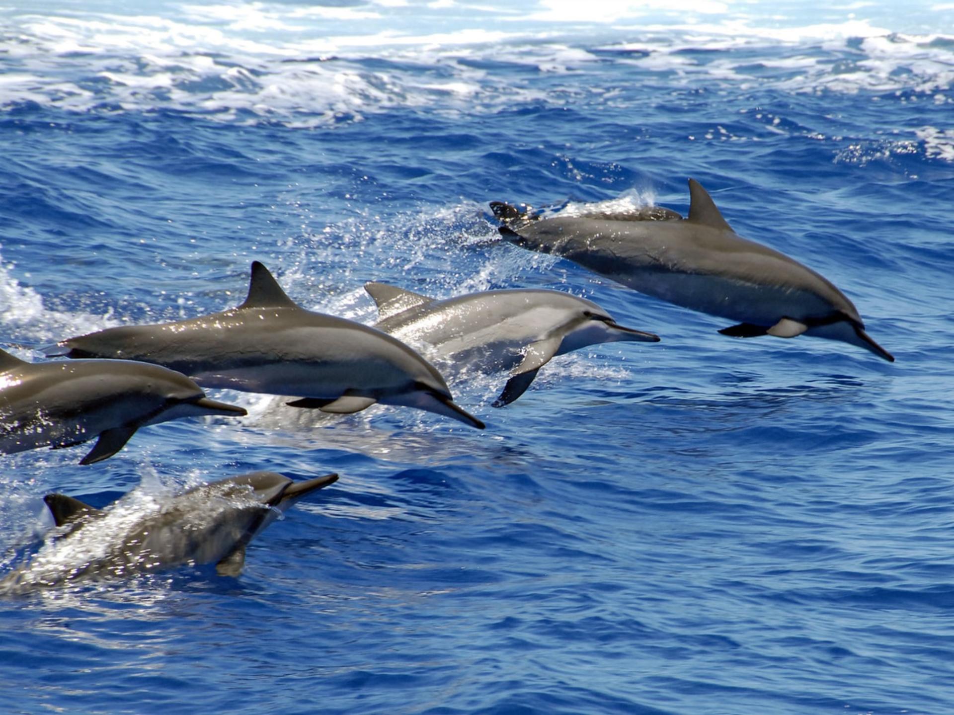 Luxury Afternoon Snorkeling Cruise and Dolphin Watch from Ko Olina - Thumbnail 30