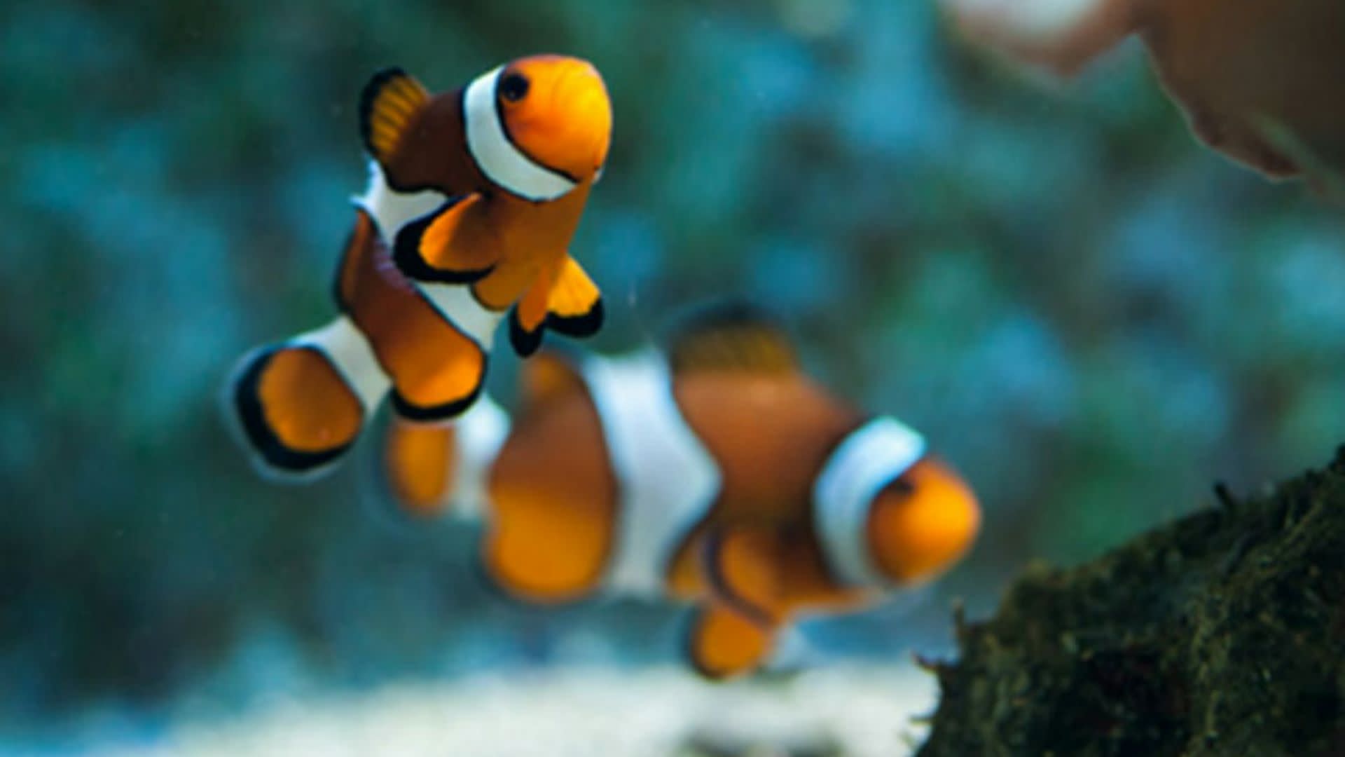 Sea Life Benalmadena Ticket - Thumbnail 5