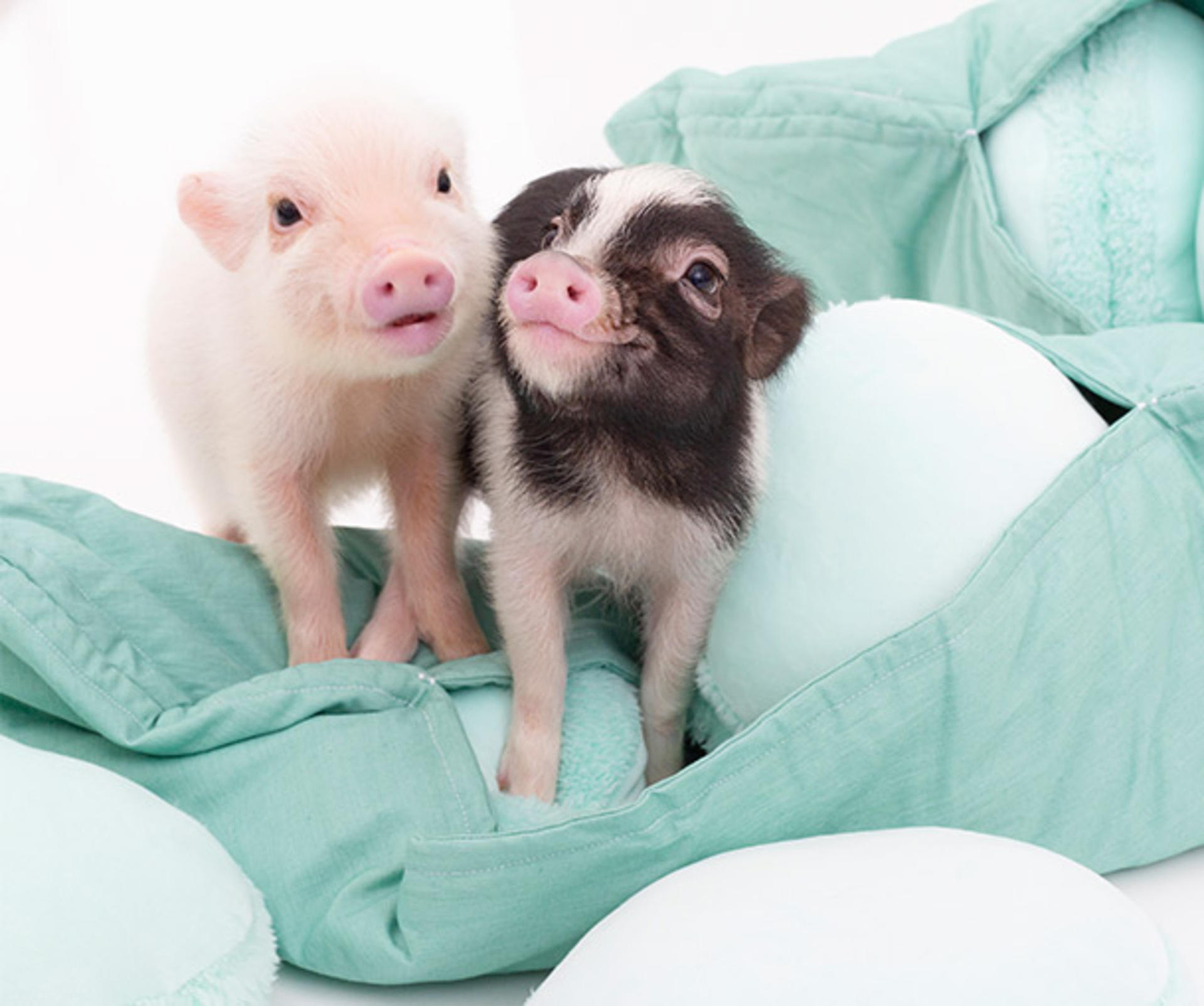Micro Pig Cafe Experience in Nagoya - Image 1